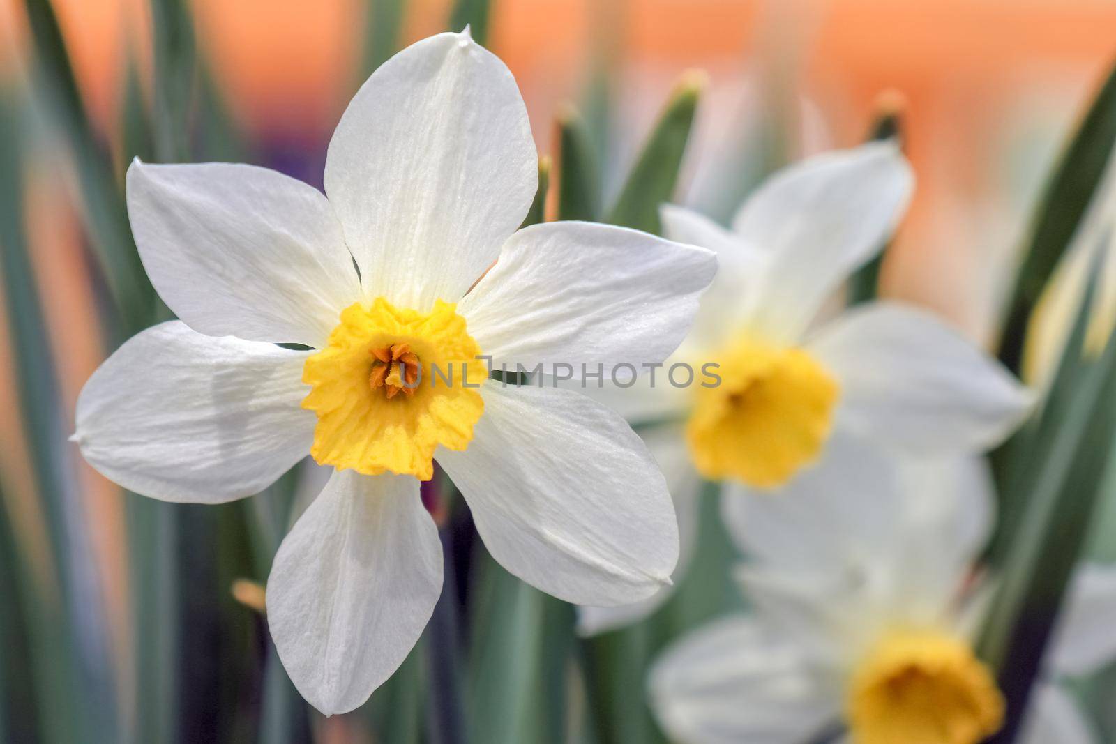 yellow daffodil on a plain background isolate. High quality photo