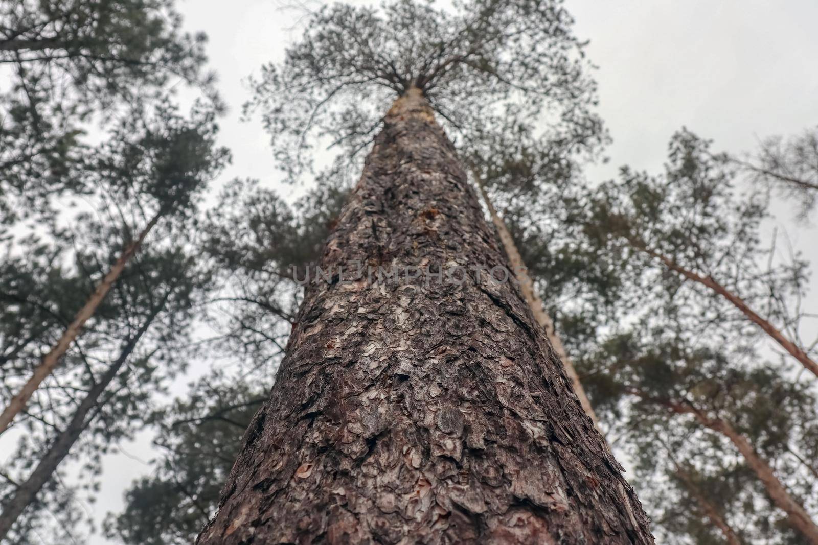 the pine tree is removed from the bottom. High quality photo