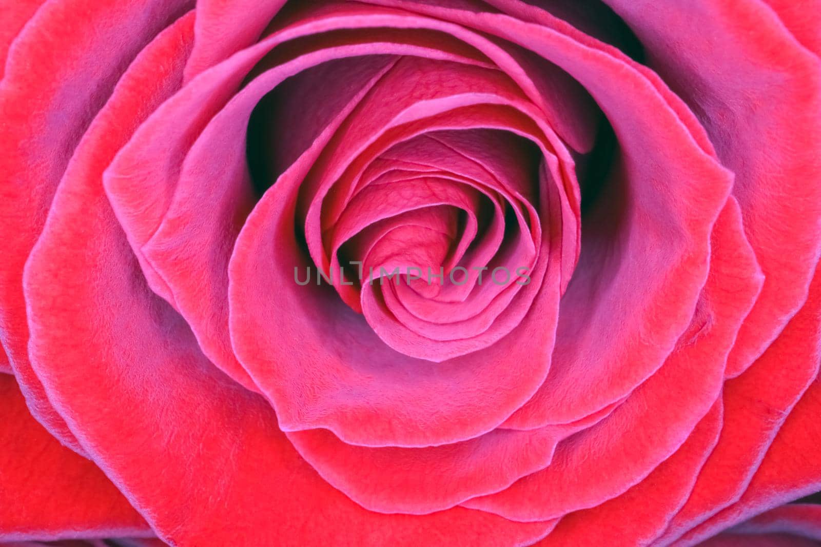 red roses on a purple background macro by roman112007