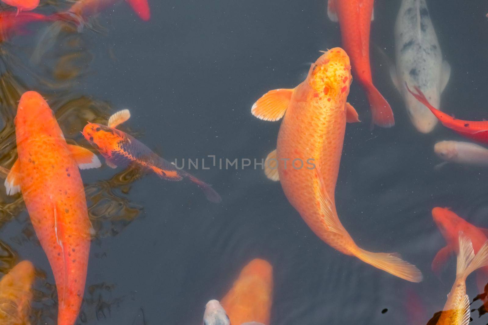 carp Chinese koi colorful fish swim in the water top view of the entire frame . High quality photo