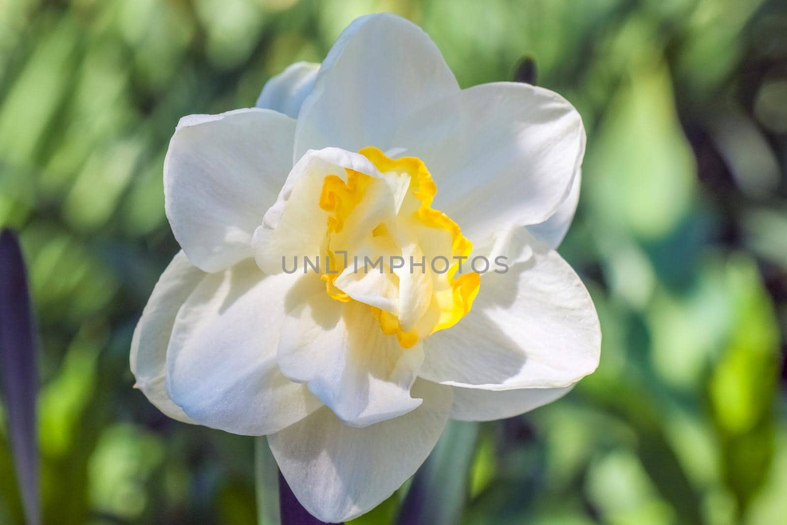 Tulip flower on a beautiful background macro by roman112007