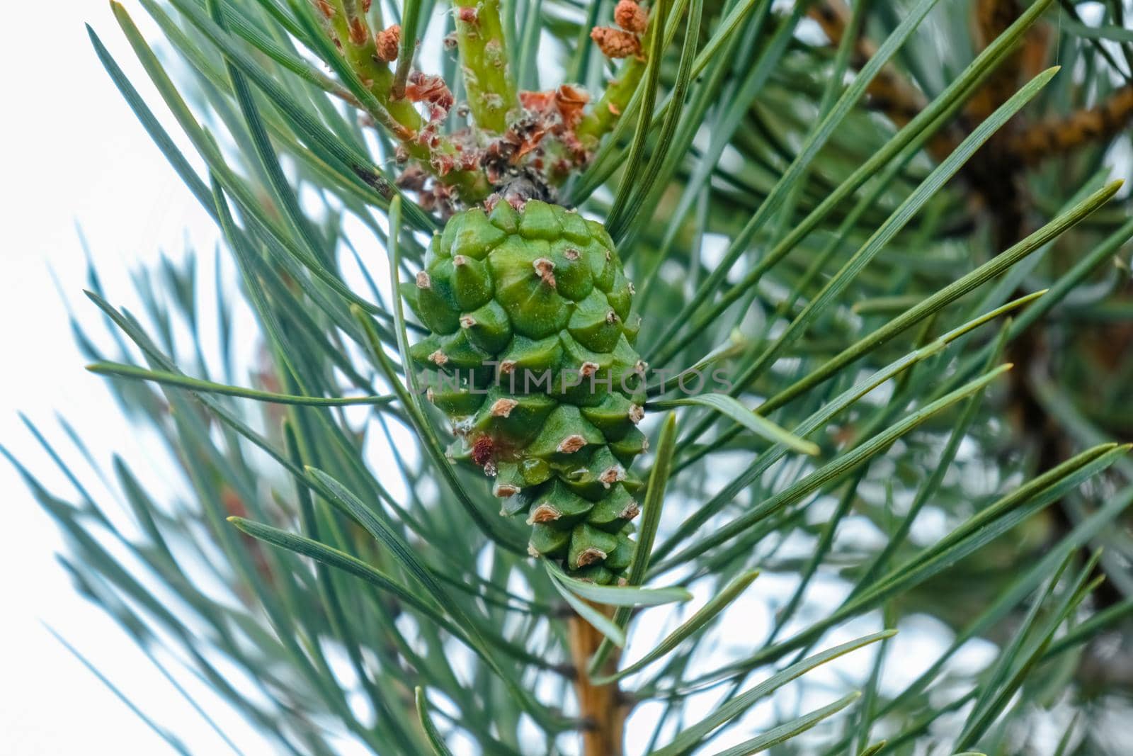 pine branch with a cone close up against the blue sky by roman112007