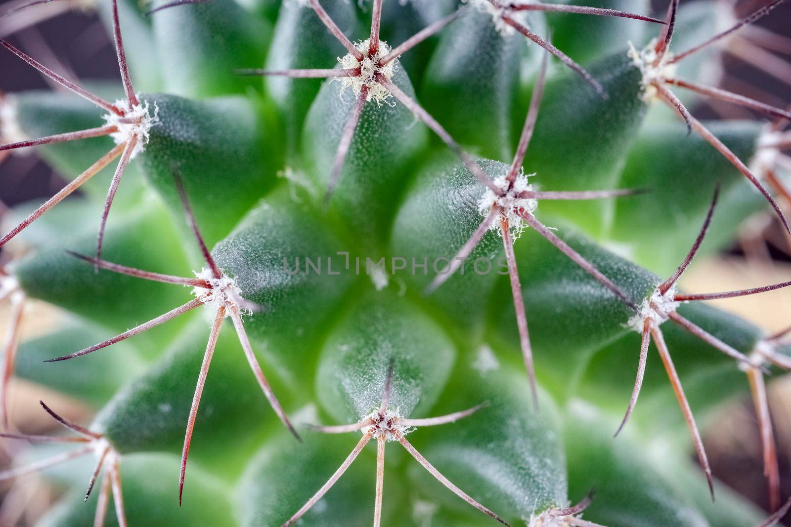 cactus close up on the entire frame as a background. High quality photo