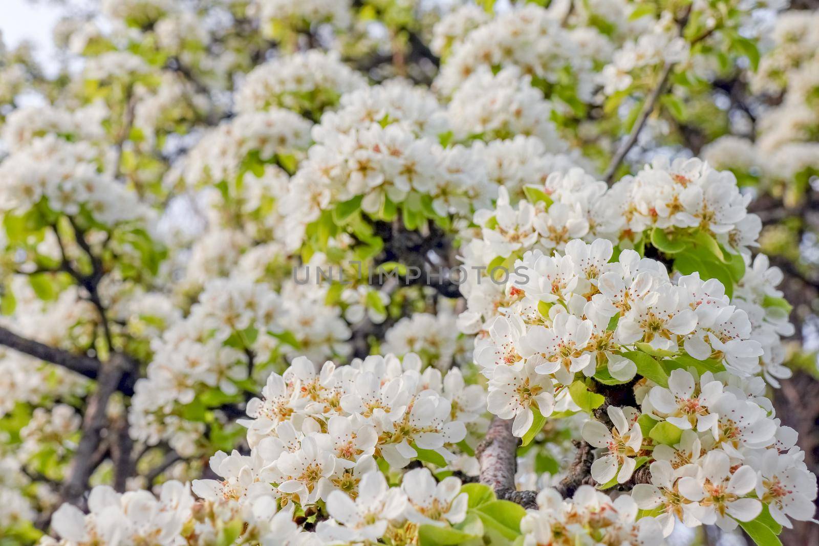 blooming tree branches for the entire frame  by roman112007