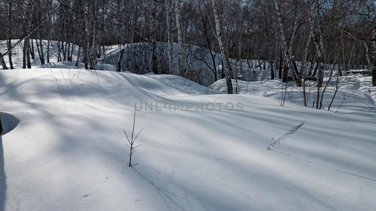 Winter forest, park. Birch trees in the snow, illuminated by the sun. Beautiful natural background.