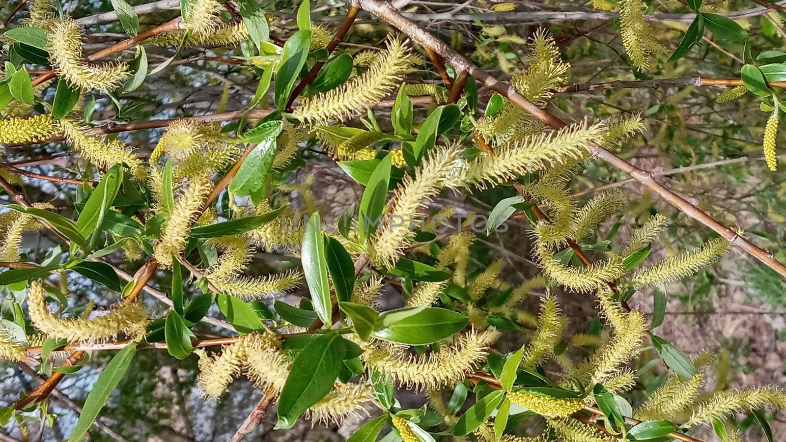 Close-up, brush of willow in early spring. Yellow stamens on the branches. Background, pattern natural.