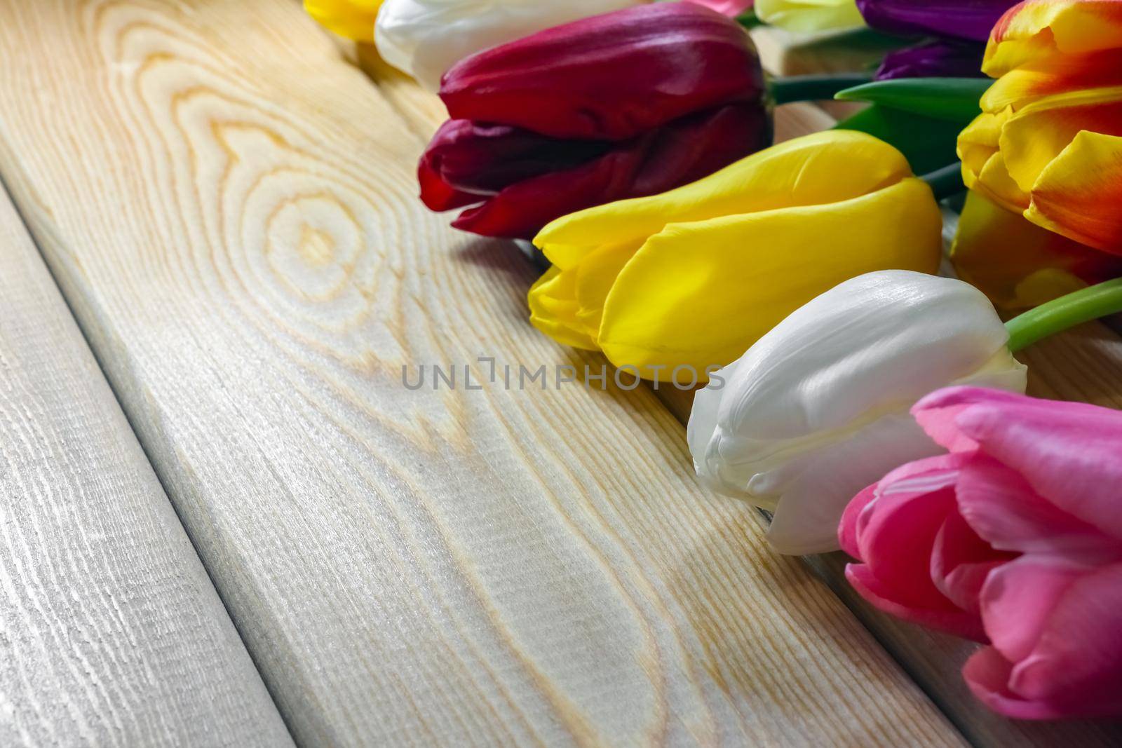 mix multi-colored tulips on a wooden background with a place for the inscription  by roman112007