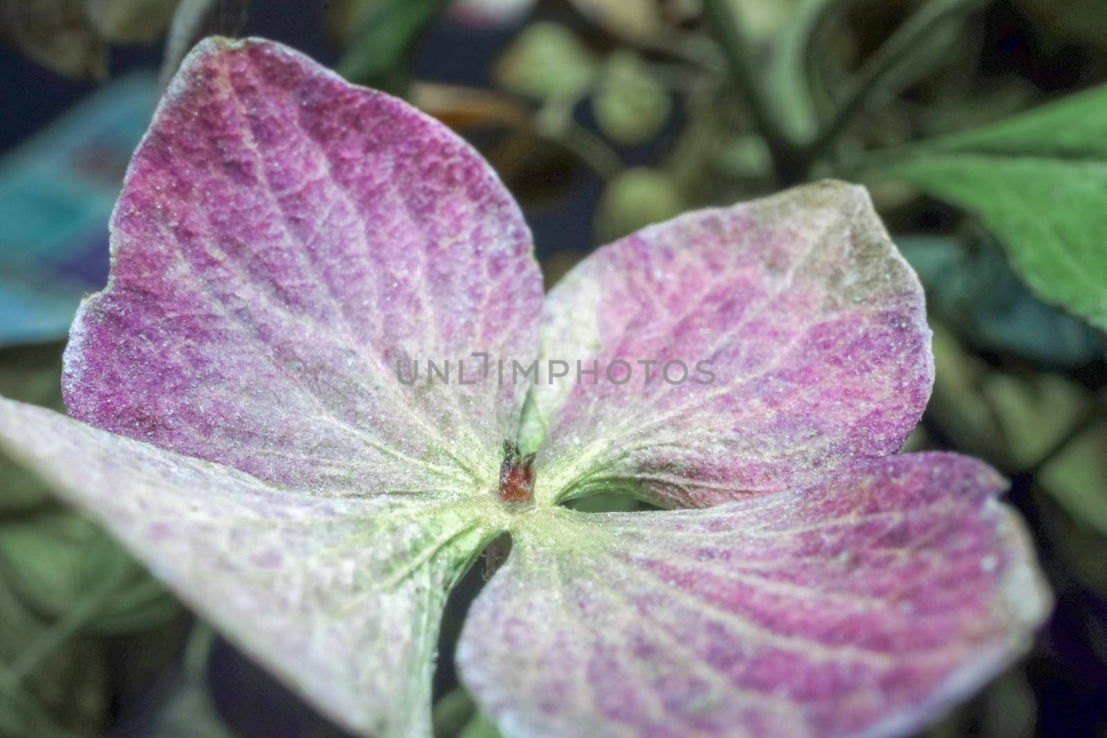 dried hydrangea flower as background close up macro