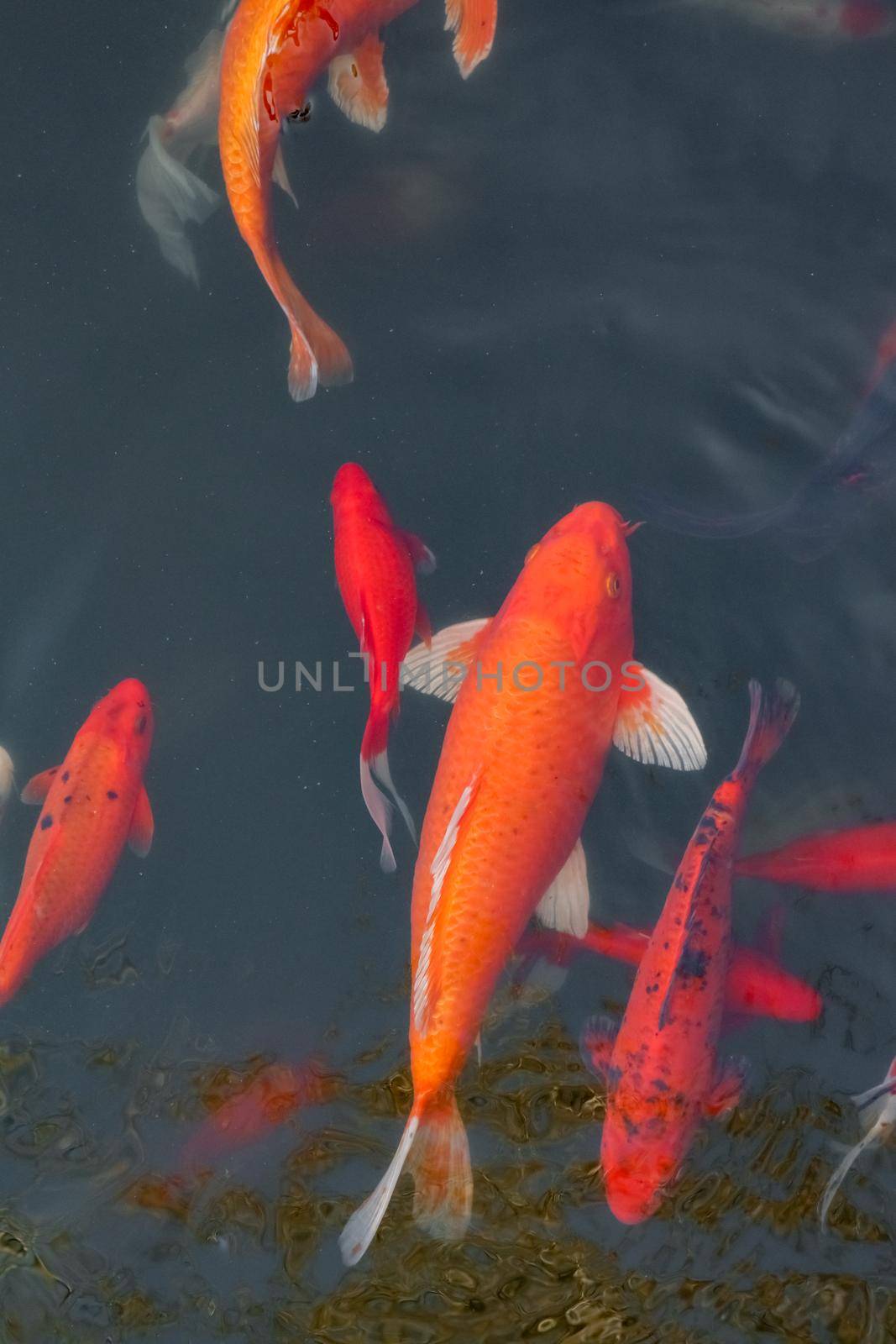 carp Chinese koi colorful fish swim in the water top view of the entire frame . High quality photo