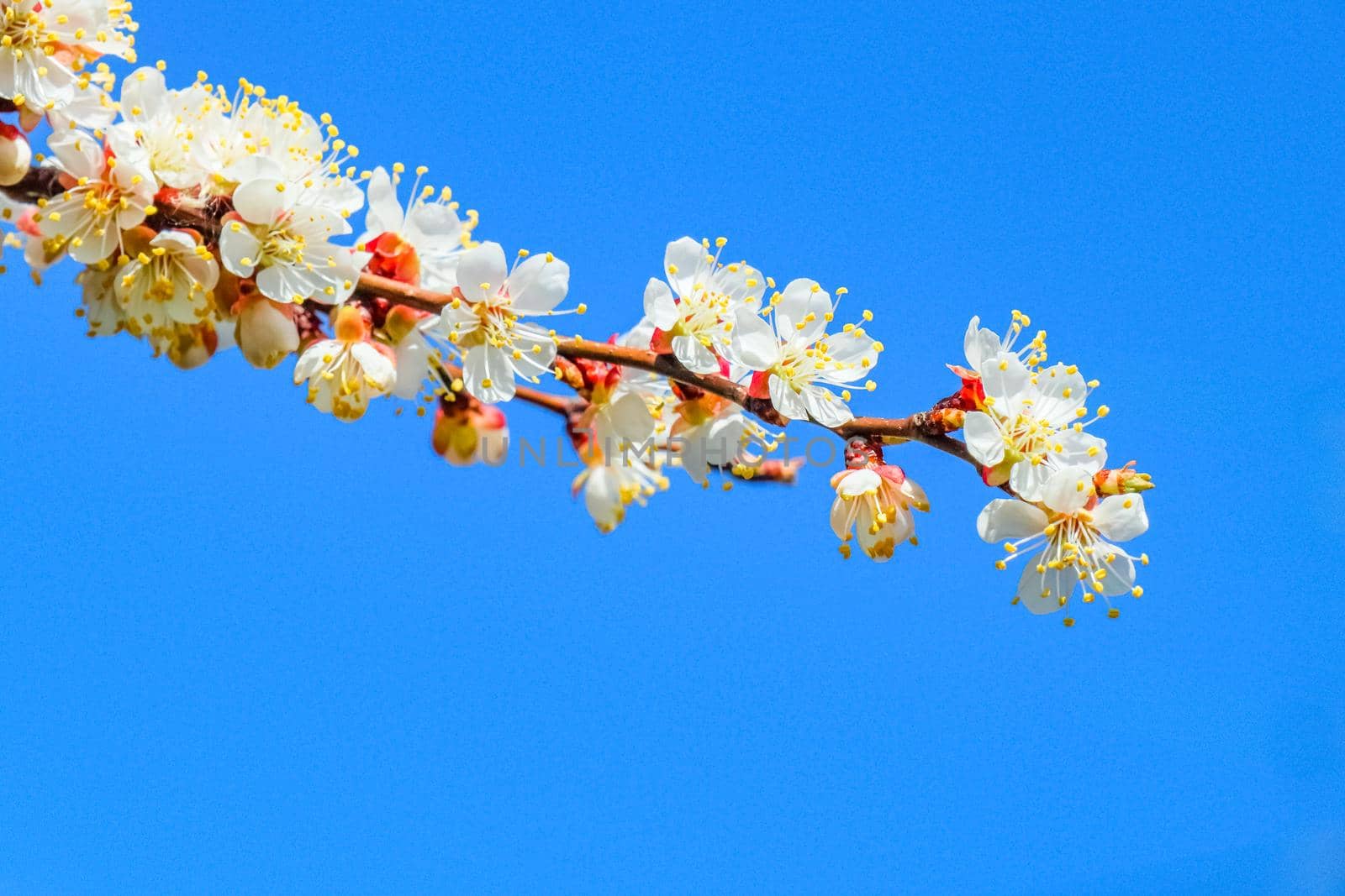 branch of a tree with leaves on background of sky  by roman112007