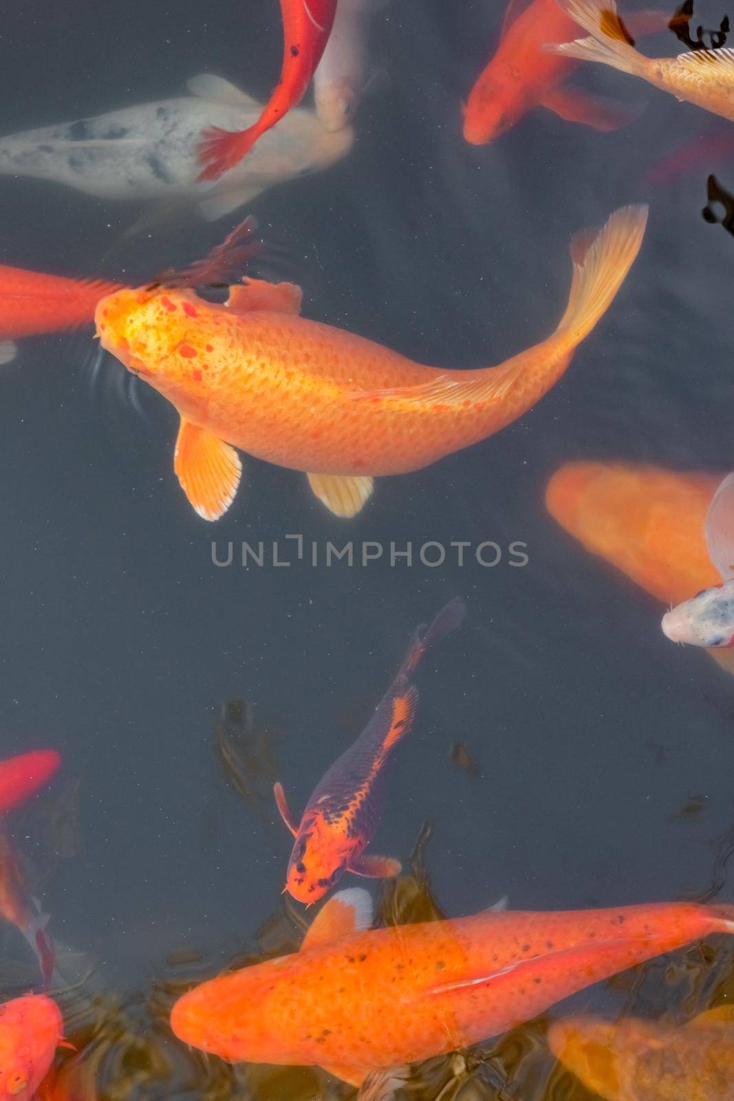 carp Chinese koi colorful fish swim in the water top view of the entire frame  by roman112007
