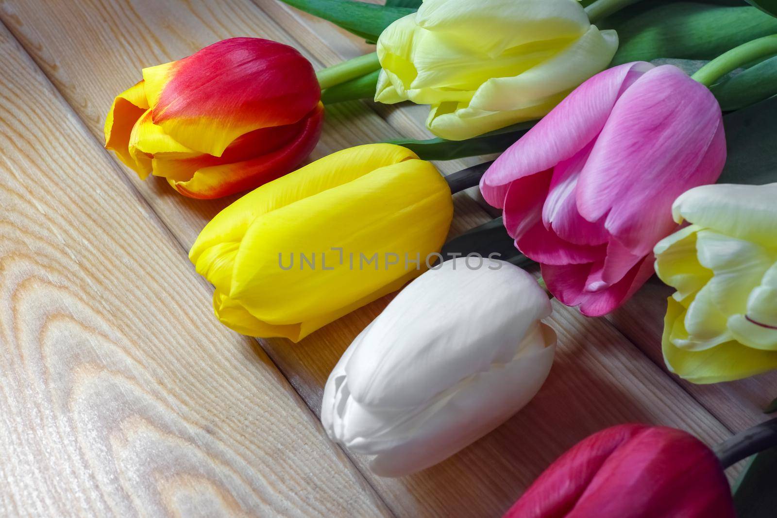 mix multi-colored tulips on a wooden background with a place for the inscription . High quality photo