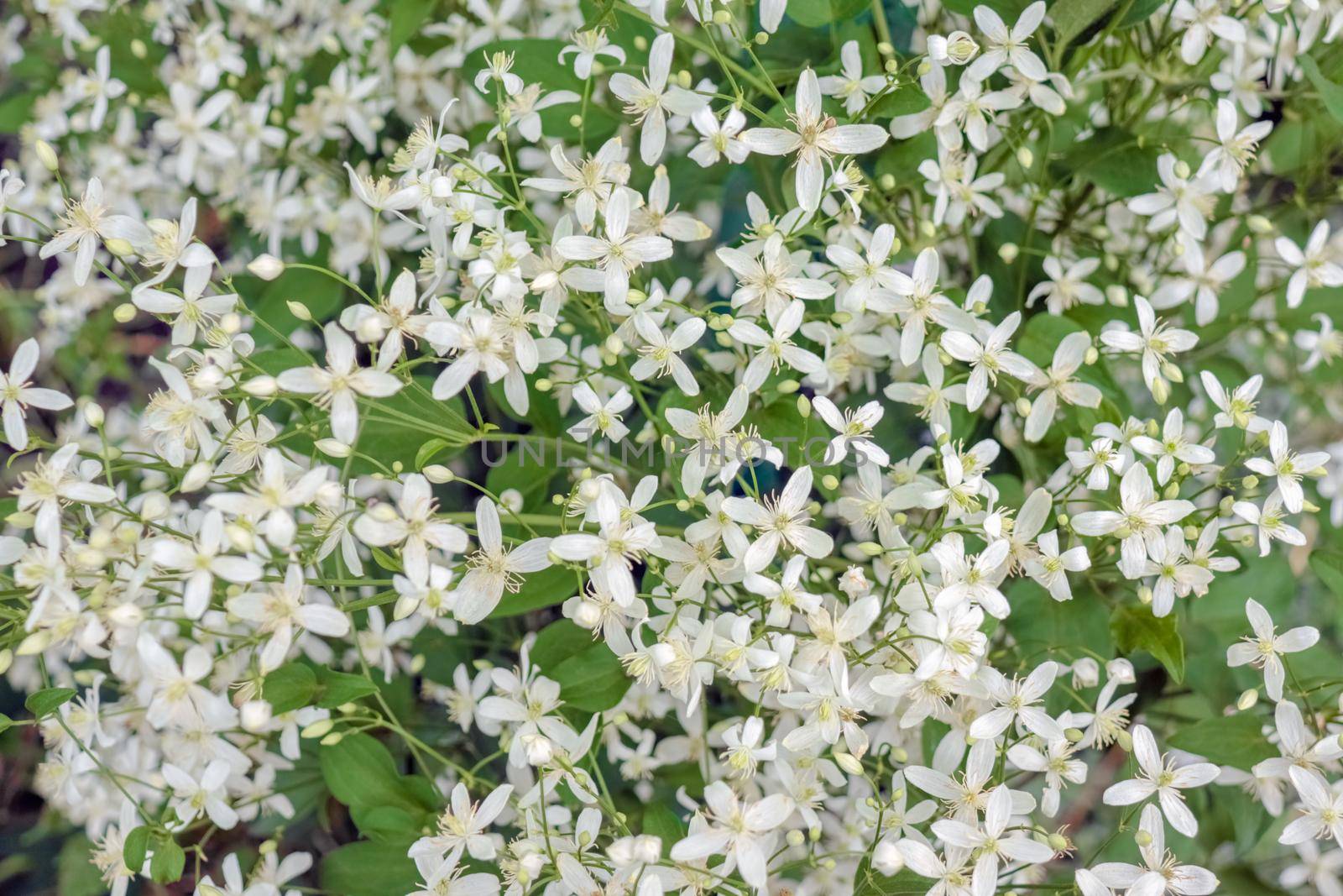 white flowers on the whole frame close-up by roman112007