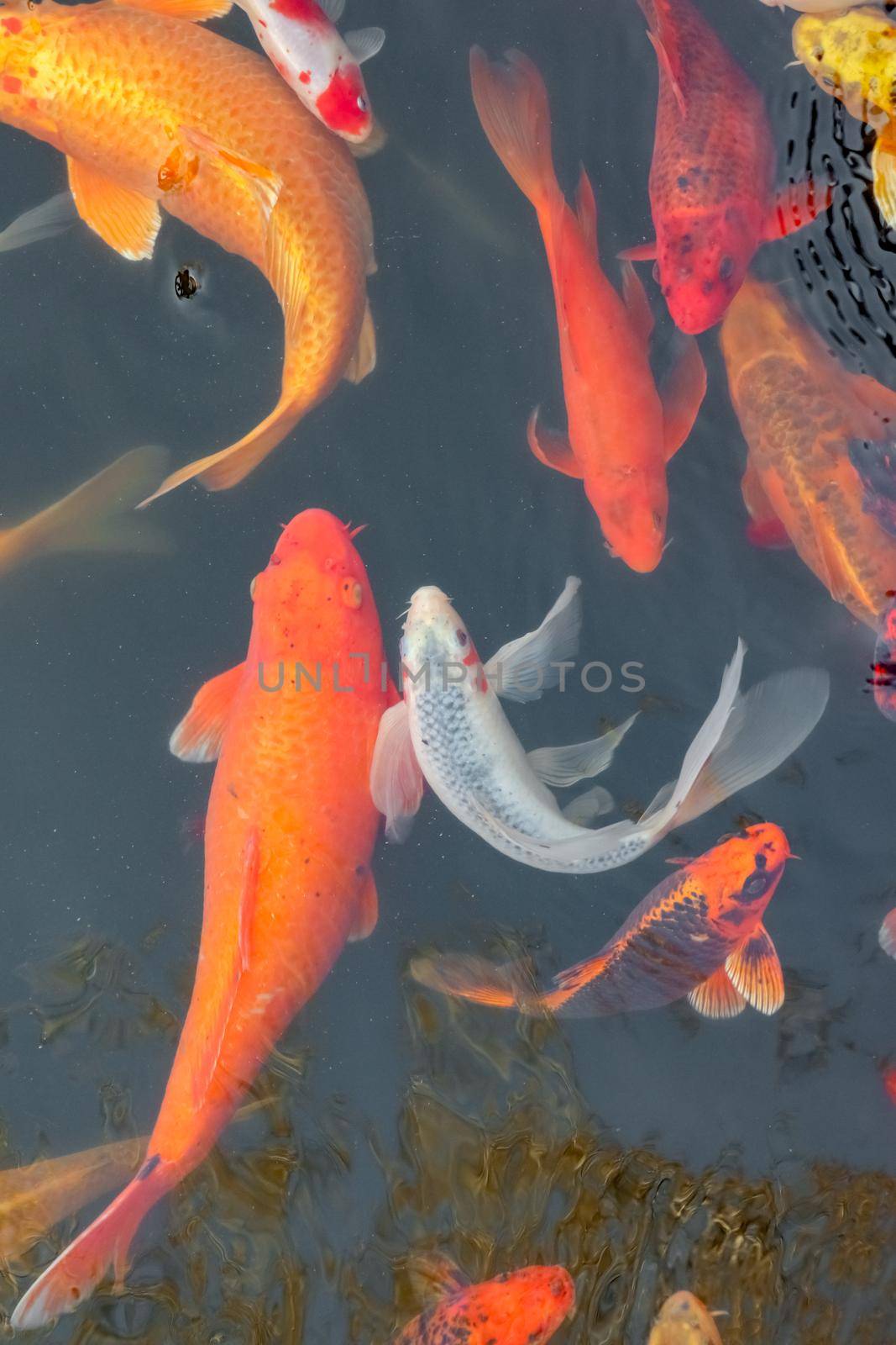 carp Chinese koi colorful fish swim in the water top view of the entire frame  by roman112007