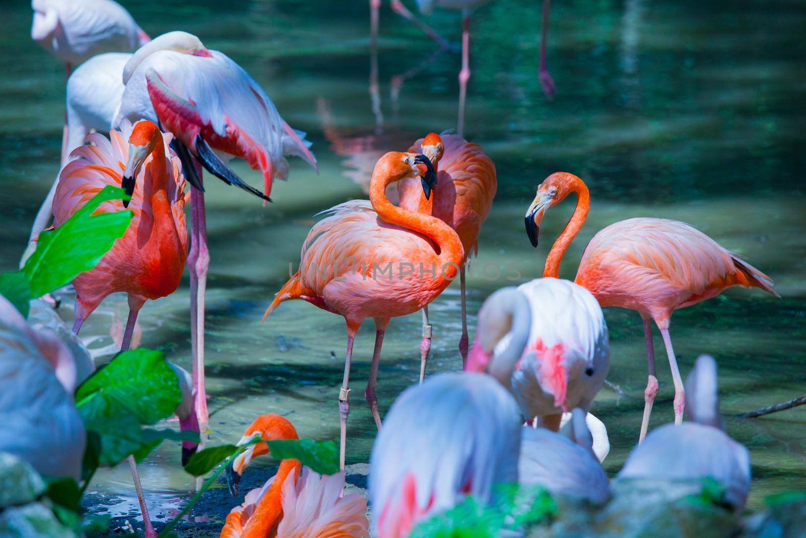 Beautiful pink flamingos by Yellowj