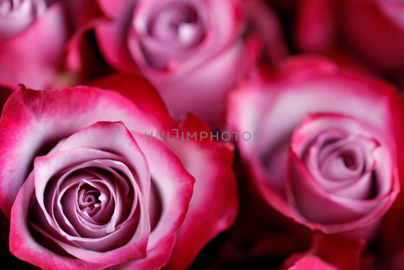 Pink rose flowers background by Yellowj