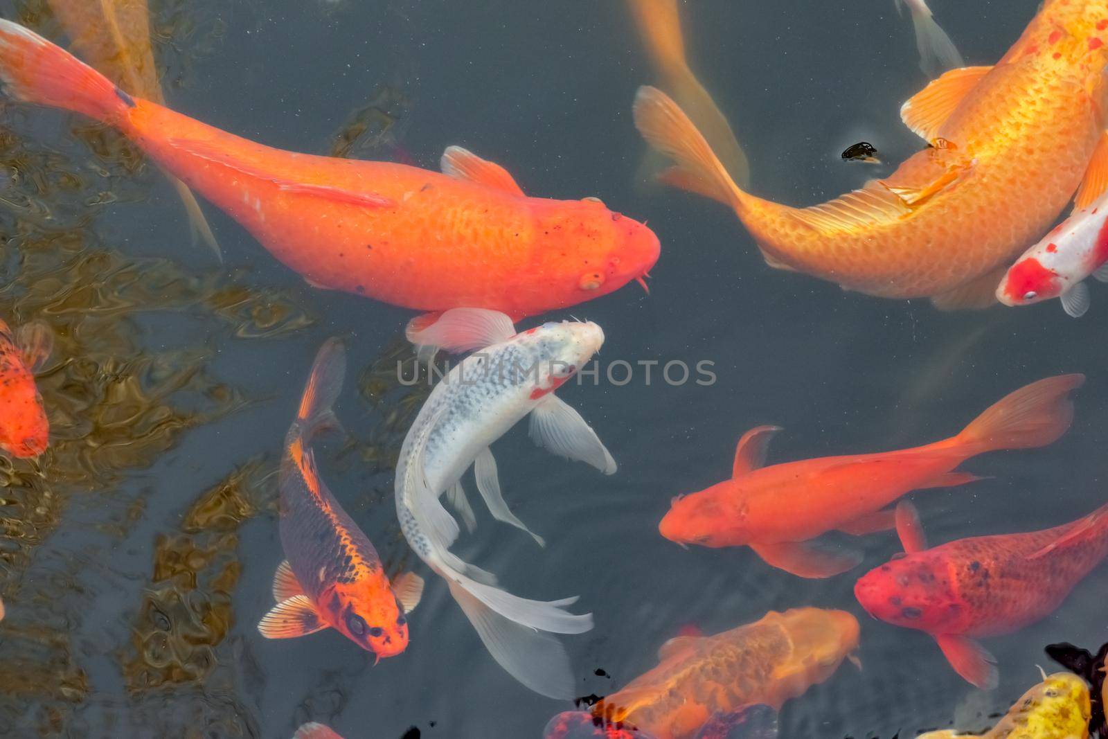 carp Chinese koi colorful fish swim in the water top view of the entire frame . High quality photo