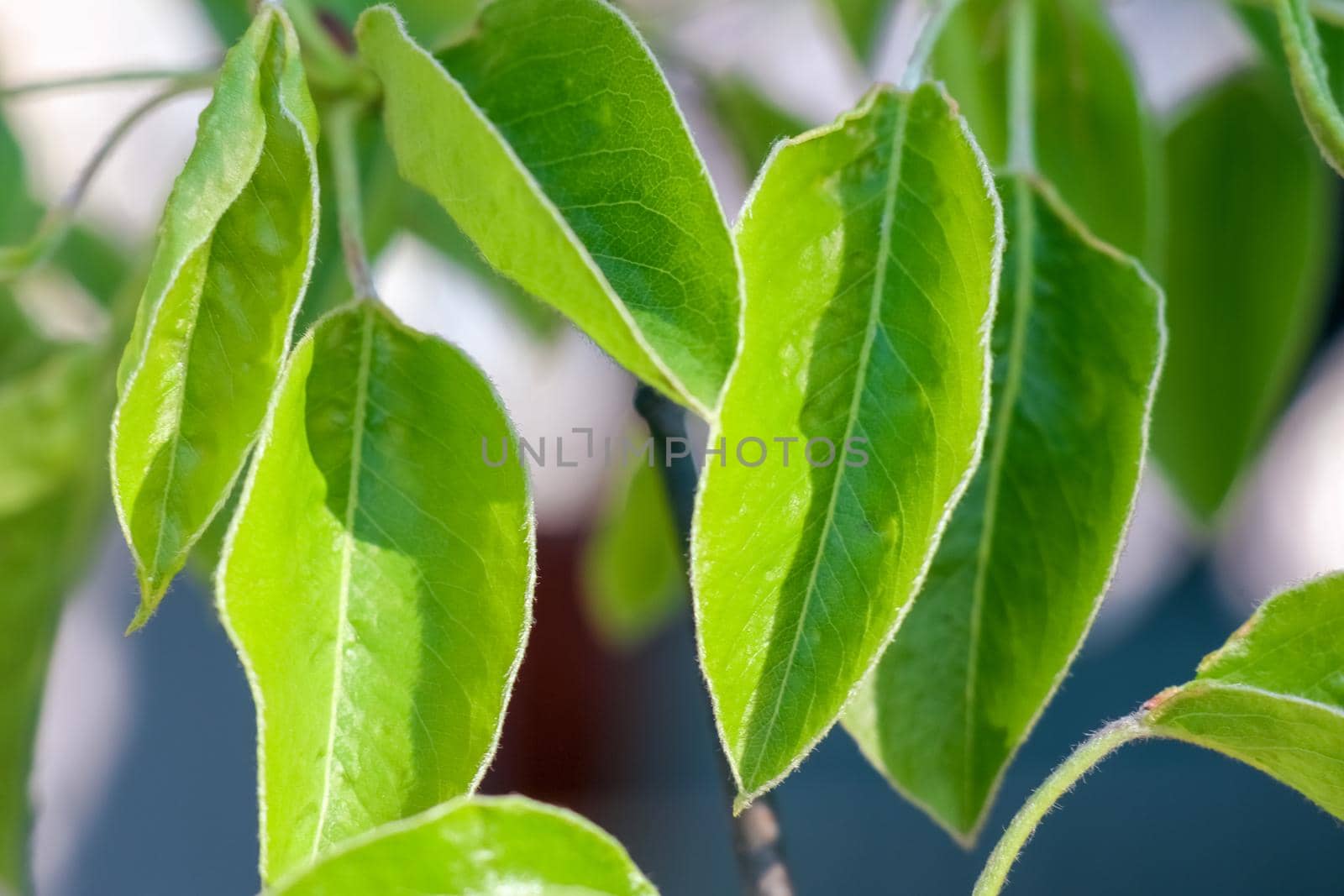 young leaves on tree branches as background by roman112007