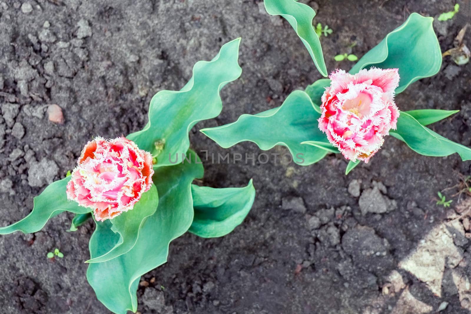 Bud of a Tulip on a beautiful background of macro. High quality photo