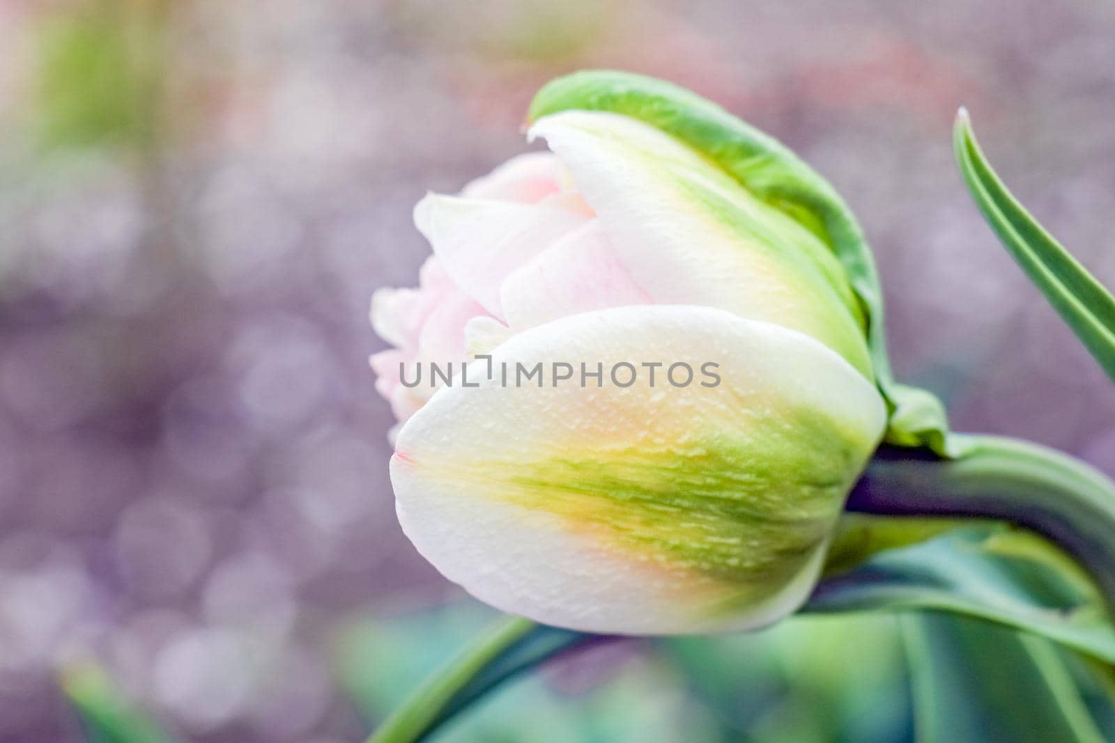 Bud of a Tulip on a beautiful background of macro. High quality photo