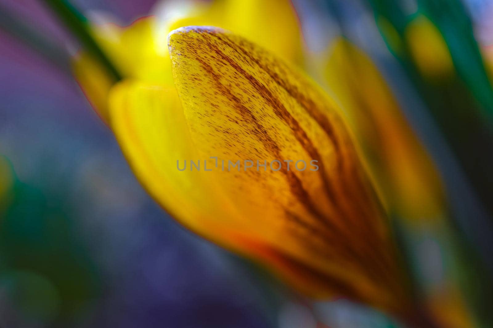 yellow Crocus flower on a beautiful background macro