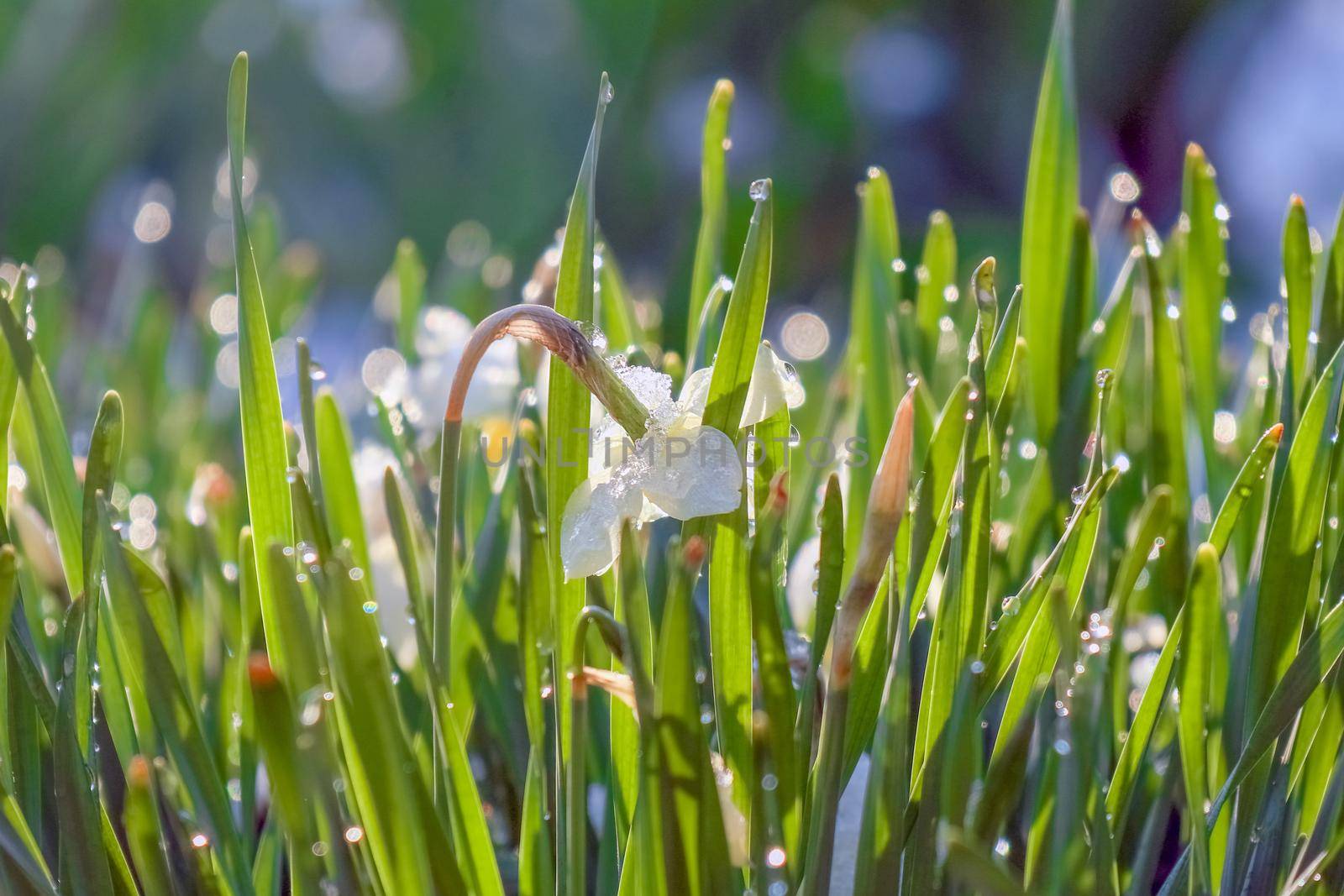 flowers daffodils covered with snow. High quality photo