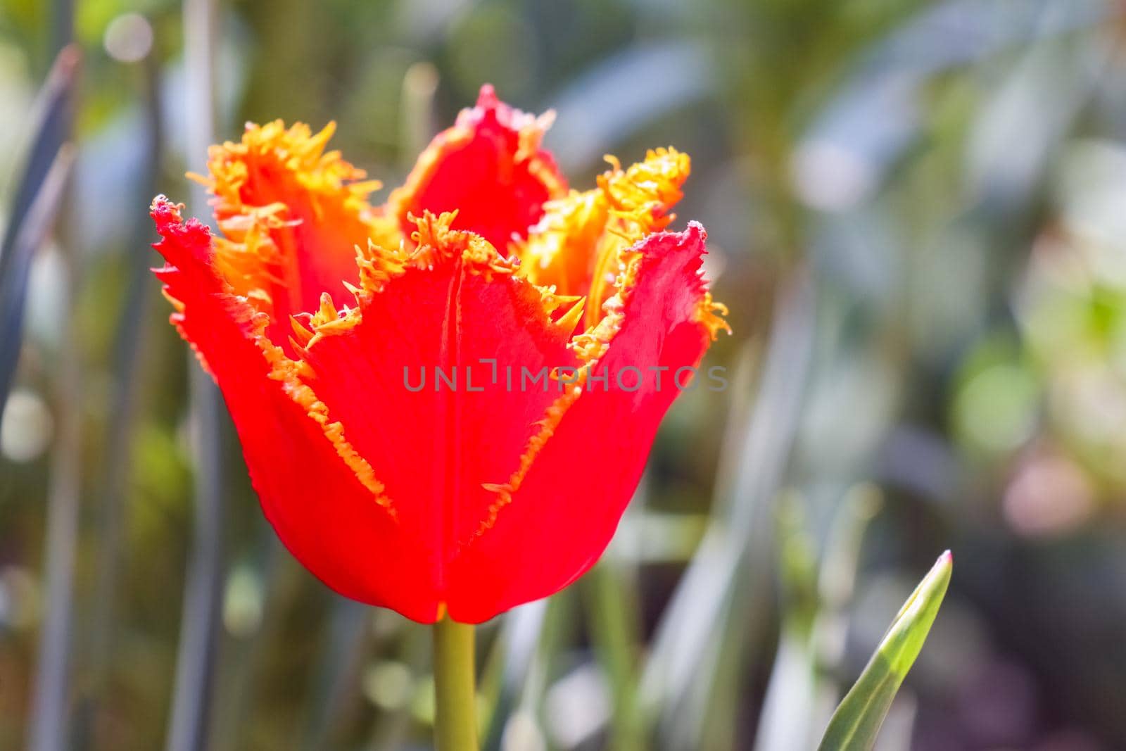 Tulip flower on a beautiful background macro by roman112007