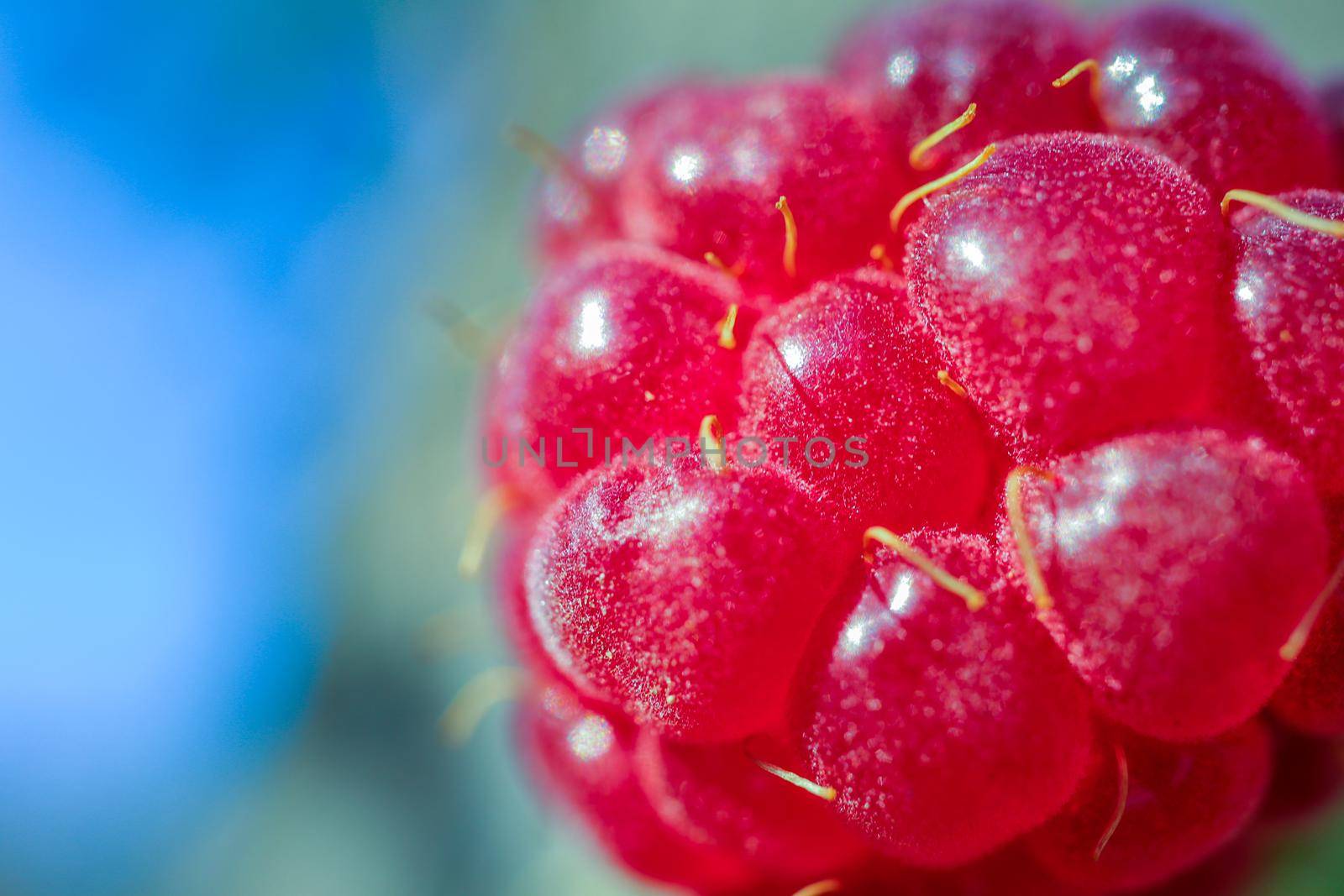 red berry raspberry macro as a beautiful background