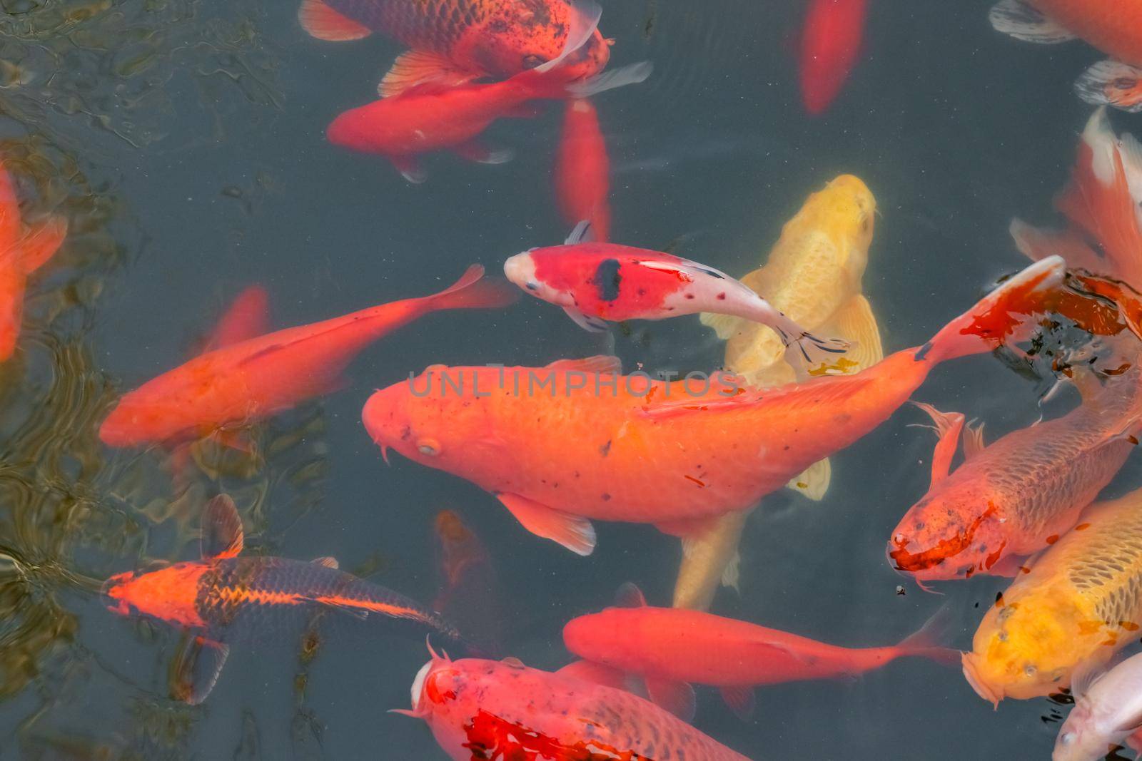 carp Chinese koi colorful fish swim in the water top view of the entire frame . High quality photo