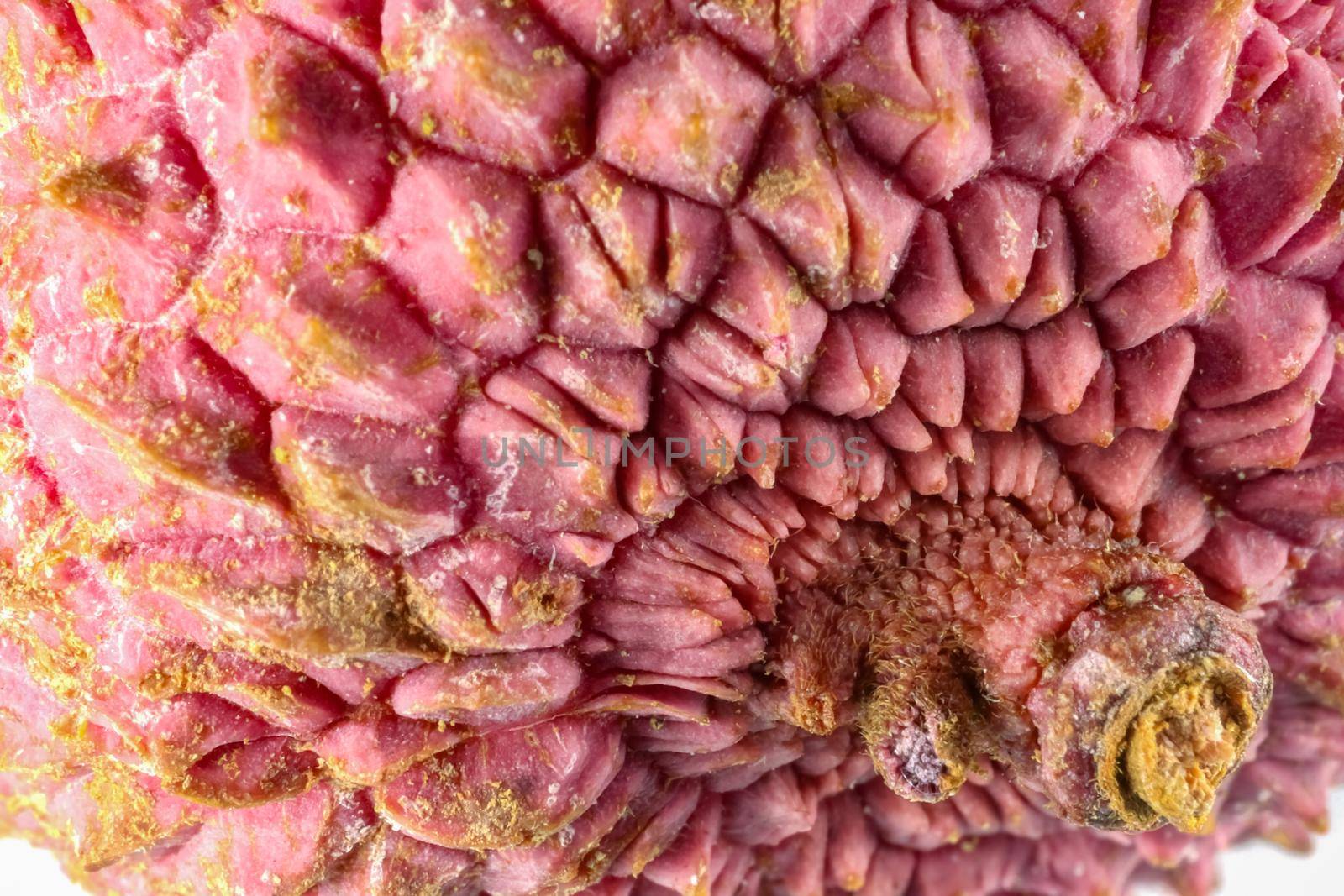 lychee fruit on the background of close-up macro . High quality photo