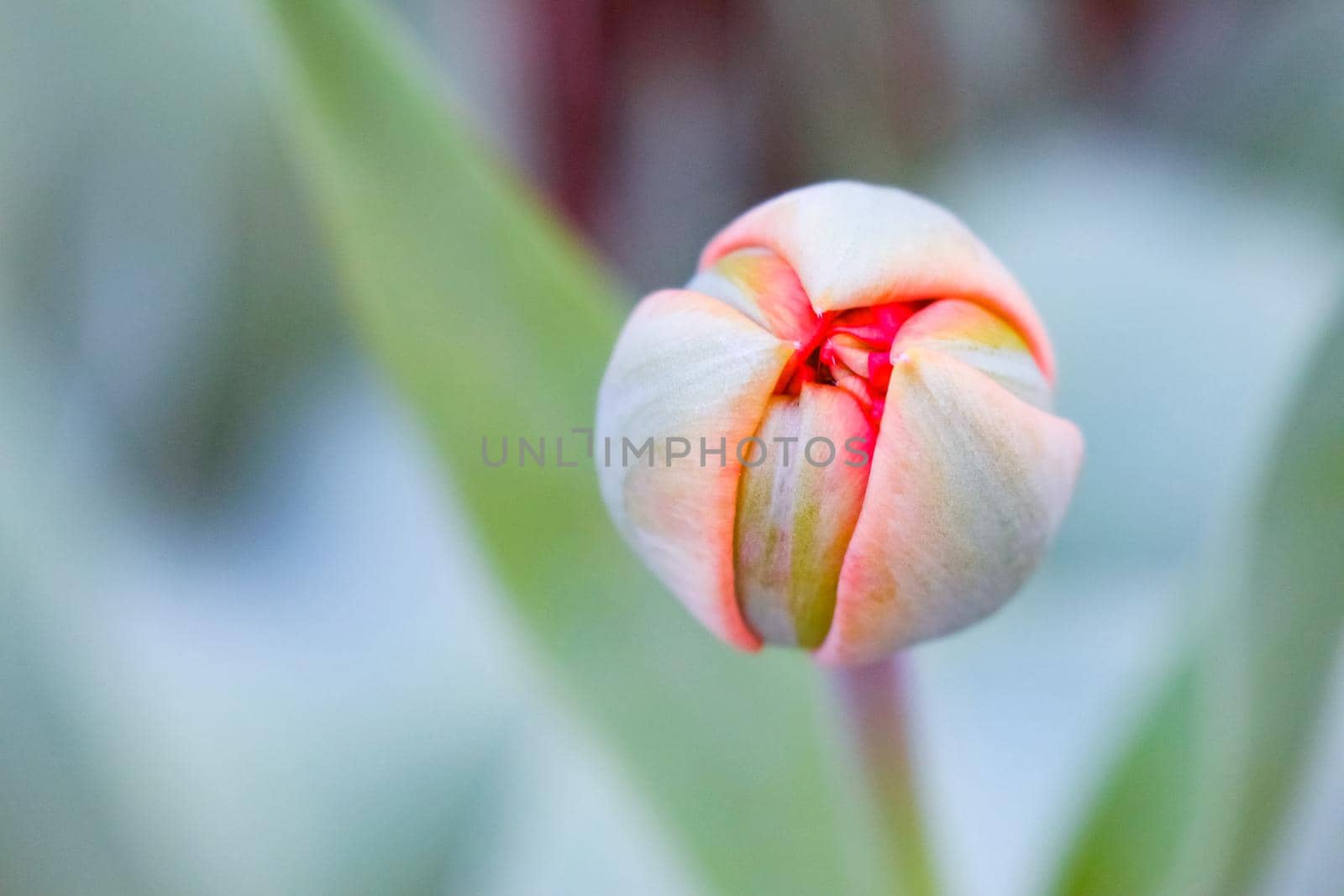 Tulip flower on a beautiful background macro. High quality photo