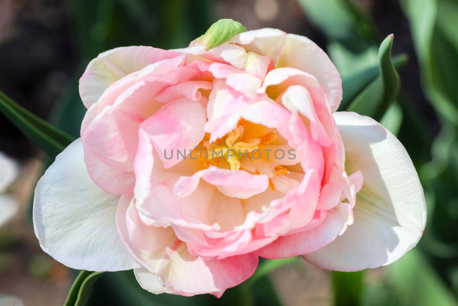 Tulip flower on a beautiful background macro. High quality photo