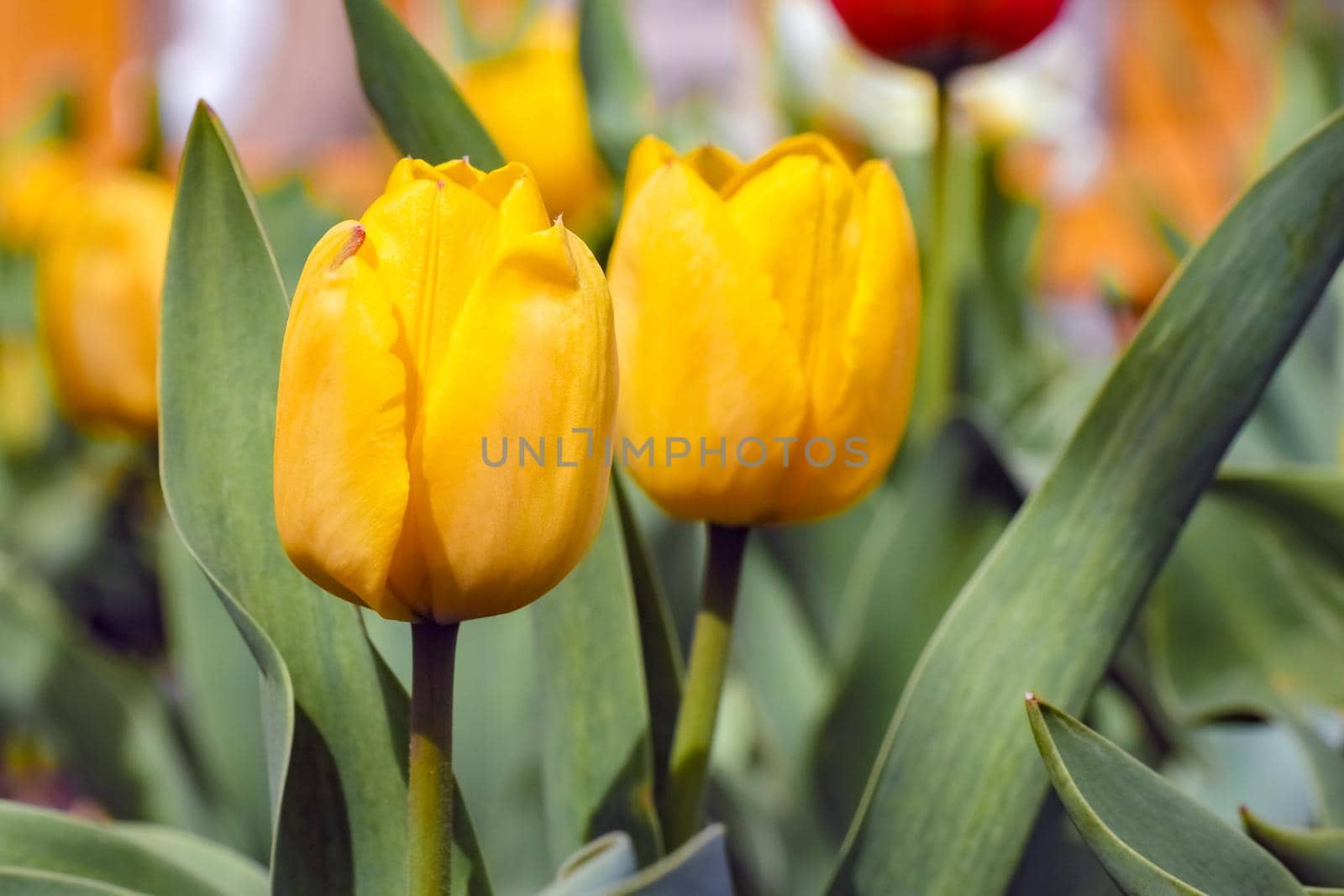 Bud of a Tulip on a beautiful background of macro by roman112007