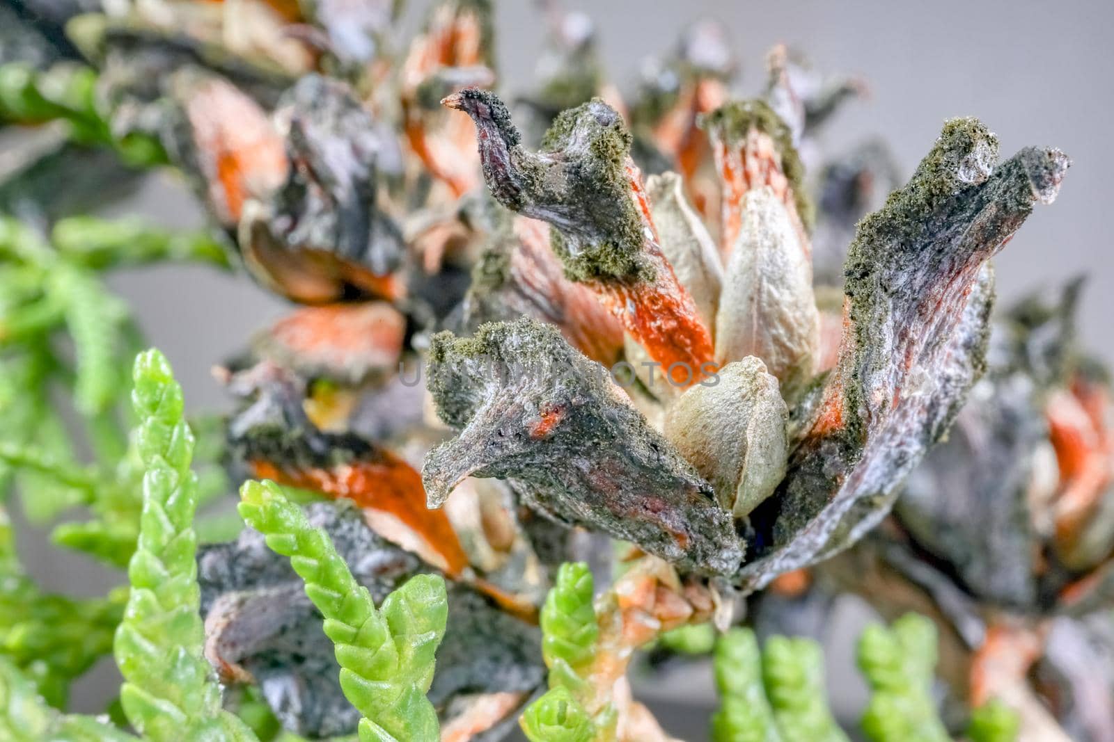 TUI branches on a beautiful background close up macro