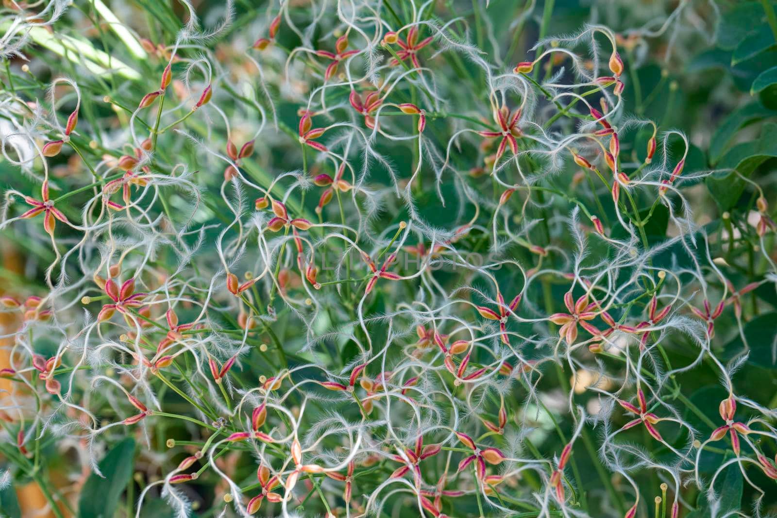 clematis seeds close-up as background. texture seeds by roman112007