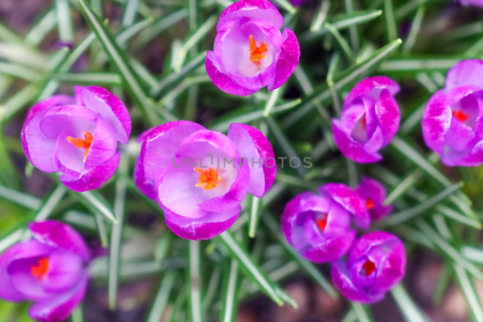 purple crocuses on a beautiful background macro . High quality photo