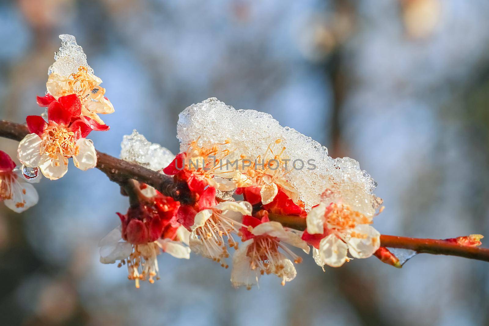 blooming tree branches on a beautiful background. High quality photo