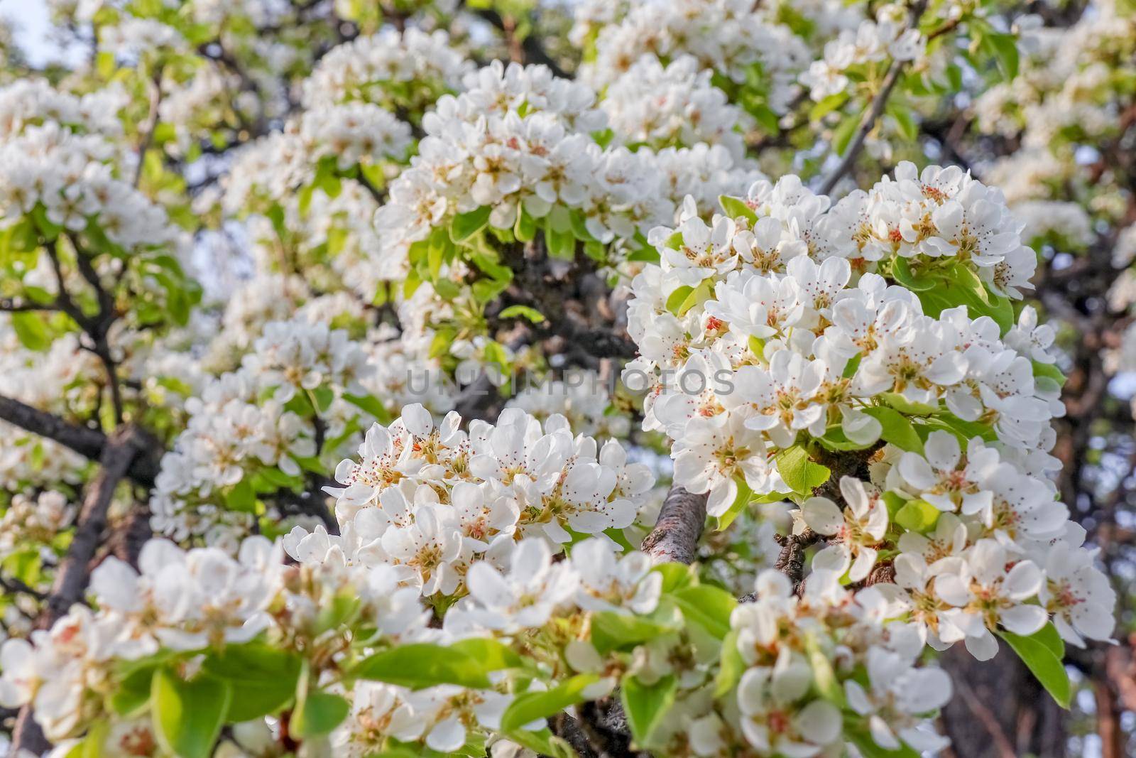 blooming tree branches for the entire frame. High quality photo