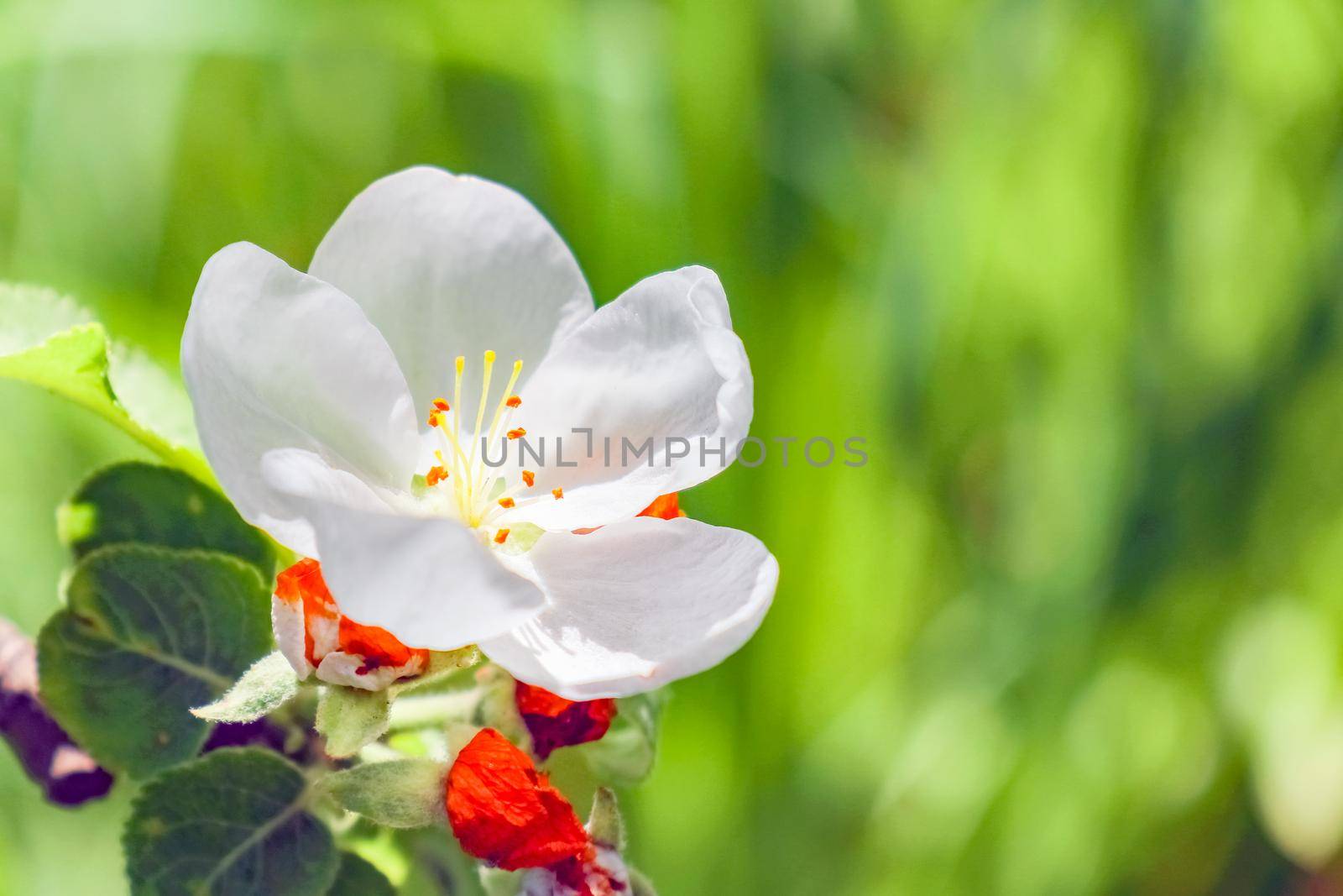 Crab apple tree in full bloom. All the branches are strewed with buds and fresh white and pink flowers. Joy and beauty of spring season. by roman112007