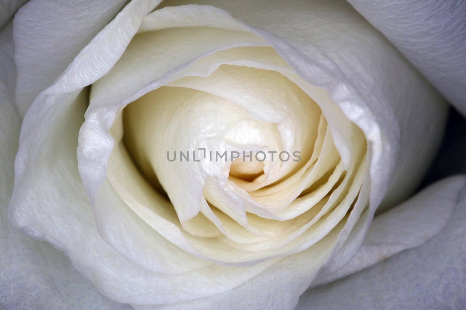 beautiful white rose Bud macro as background