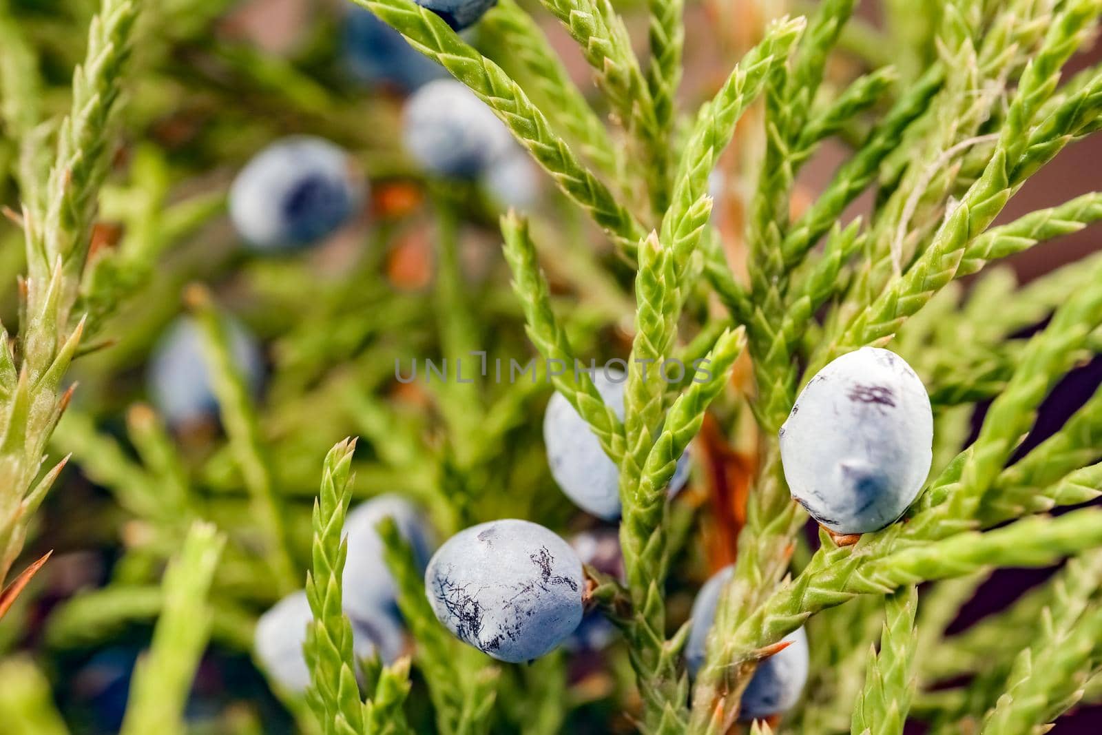 juniper with fruit on a beautiful background close up by roman112007
