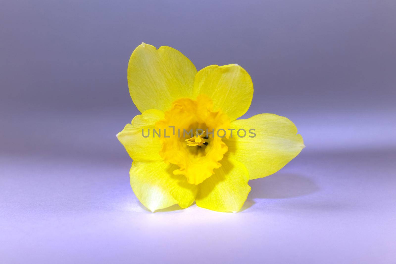 yellow daffodil on a plain background isolate by roman112007