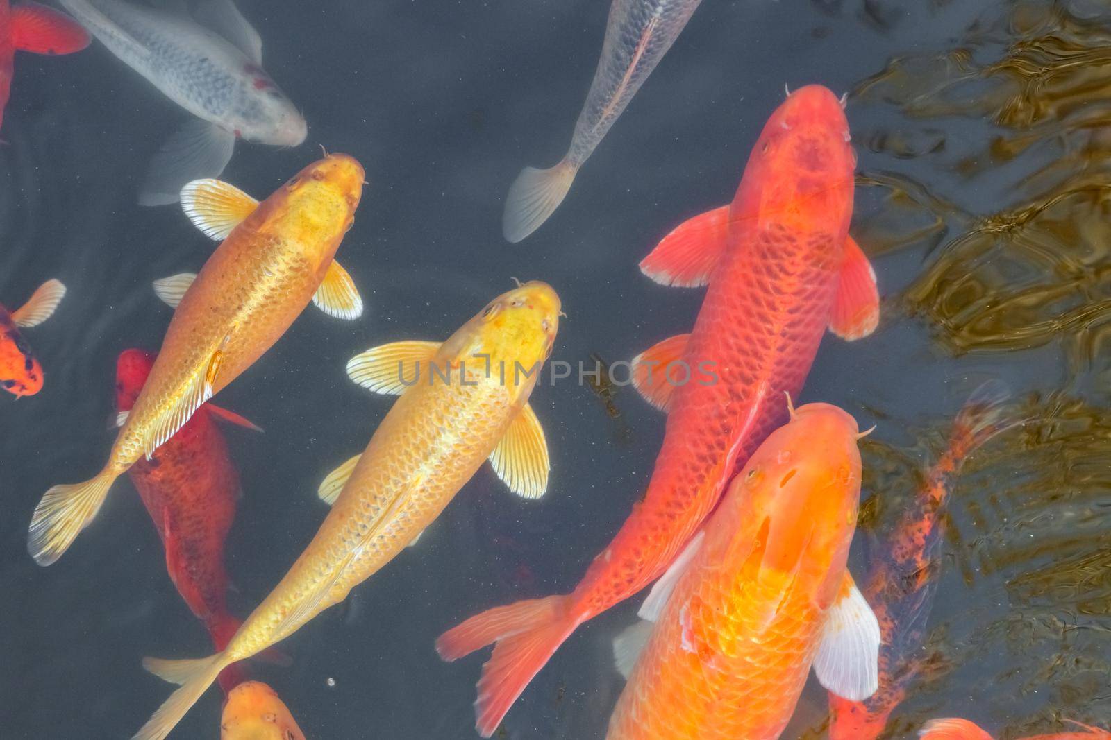 carp Chinese koi colorful fish swim in the water top view of the entire frame  by roman112007