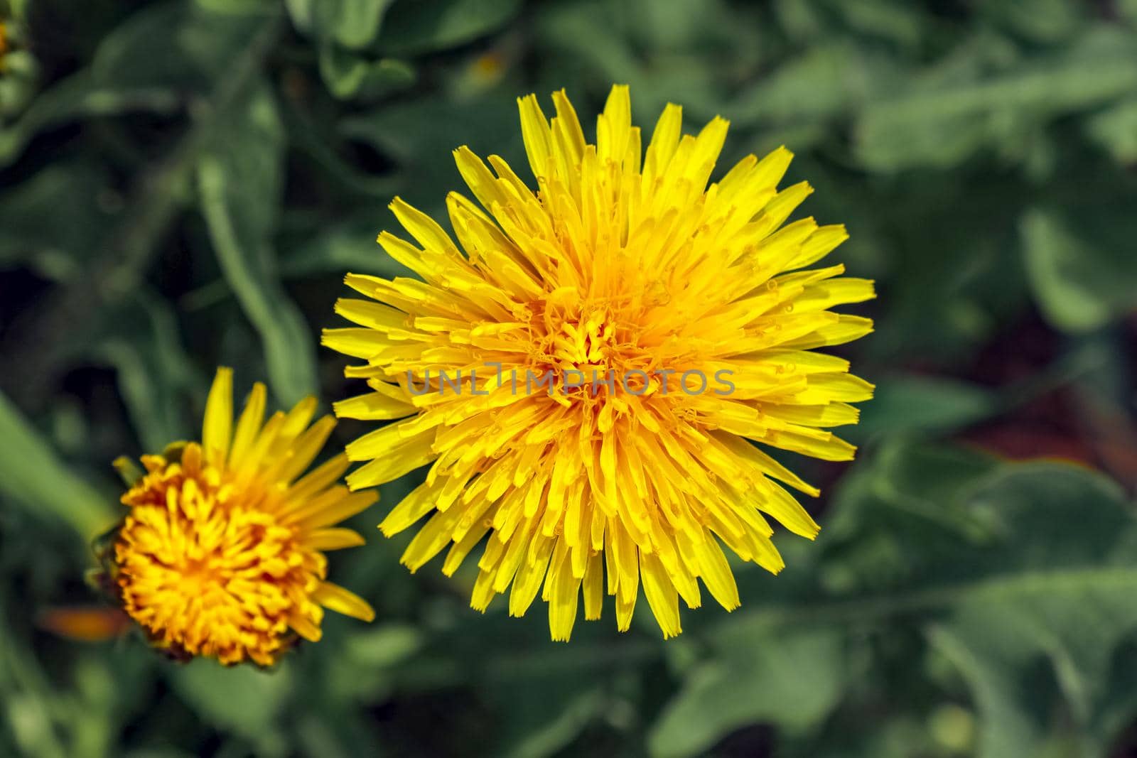 yellow dandelion flower close up macro photo by roman112007