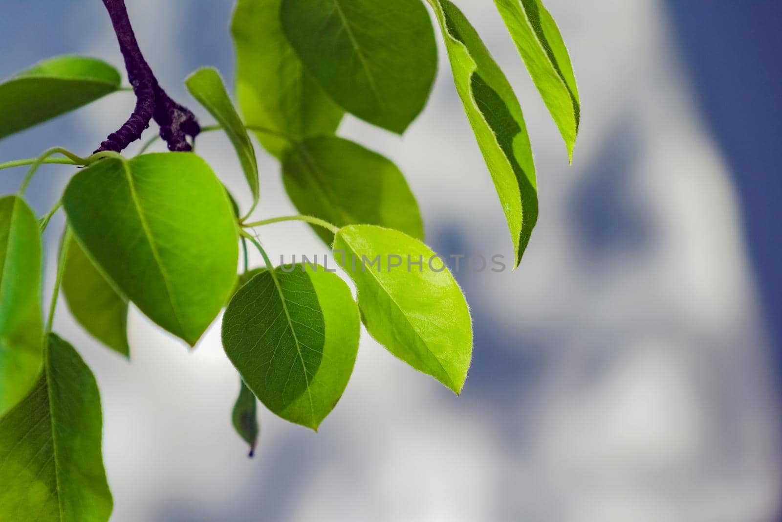 young leaves on tree branches as background. High quality photo