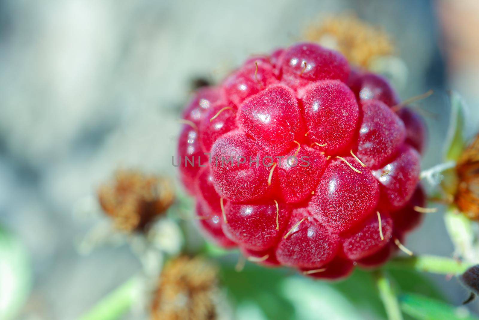 red berry raspberry macro as a beautiful background