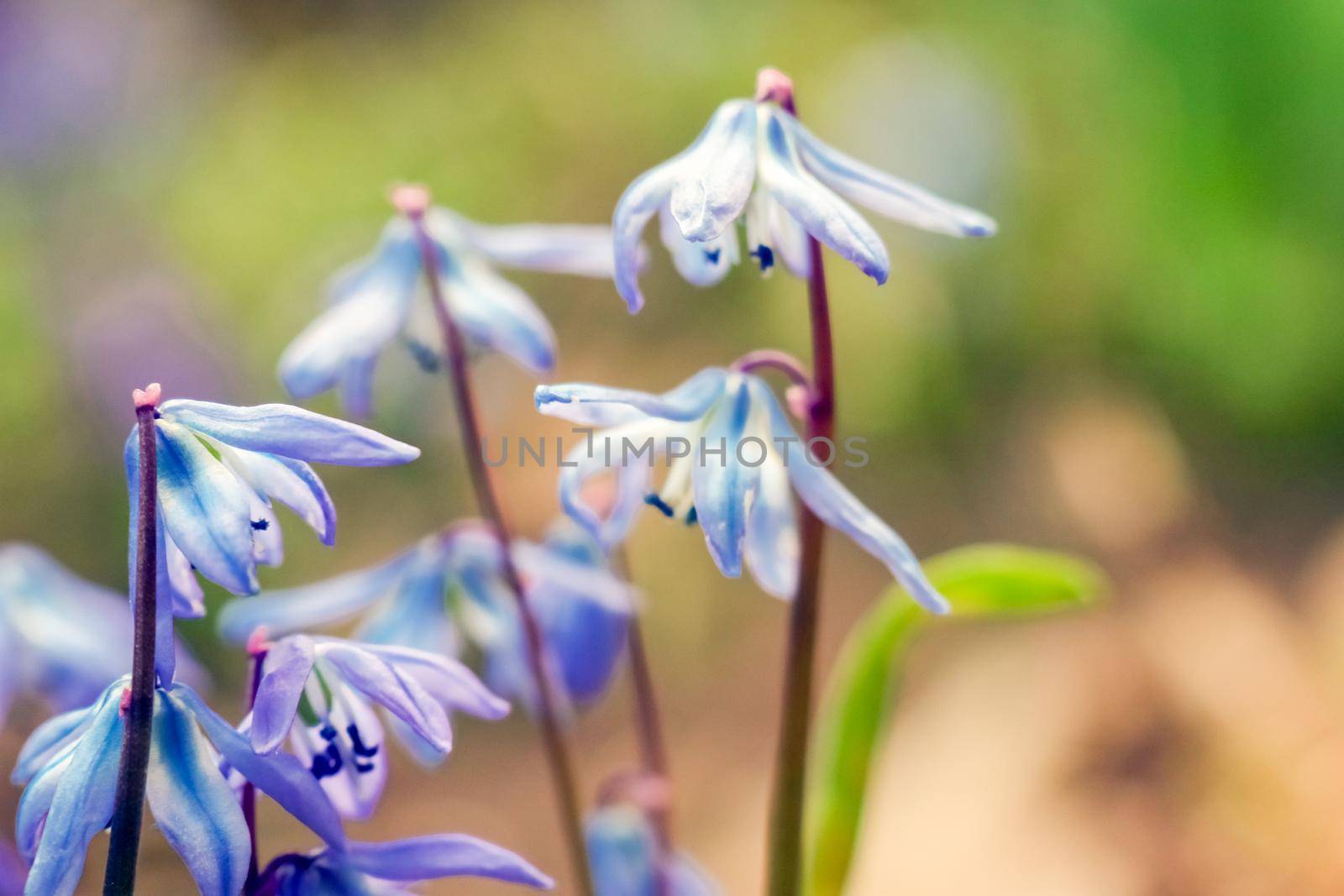 snowdrops proleski close up as background. High quality photo