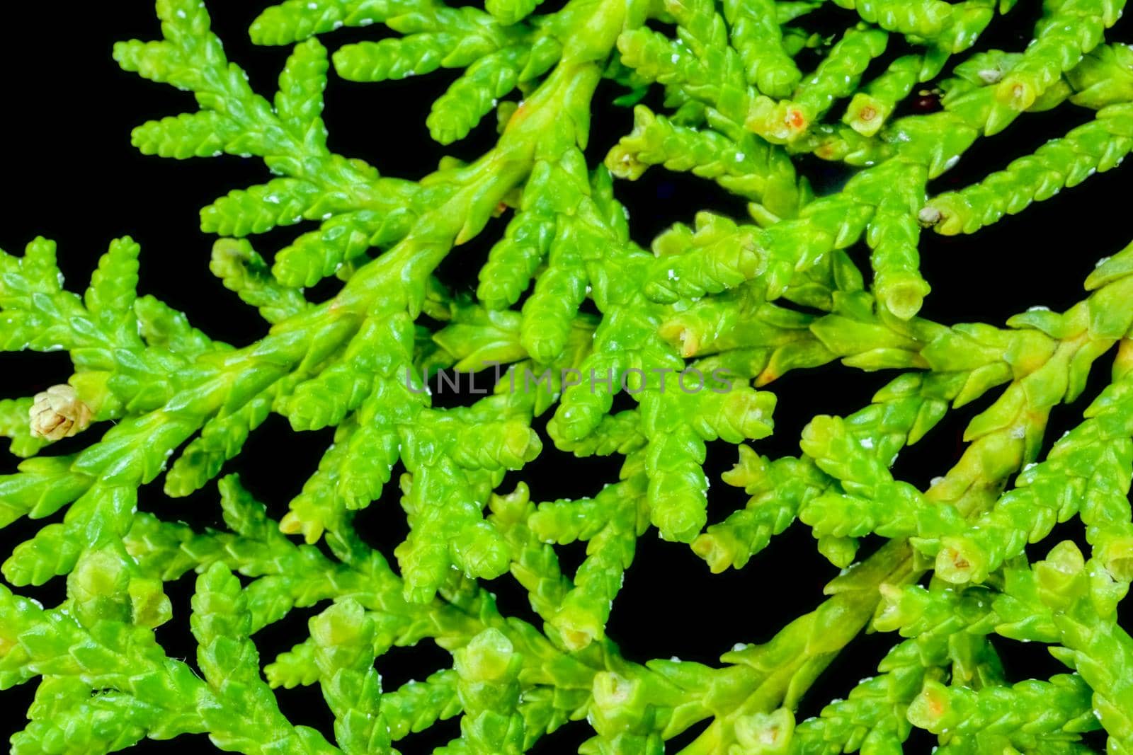 spruce branches as a close-up background. High quality photo