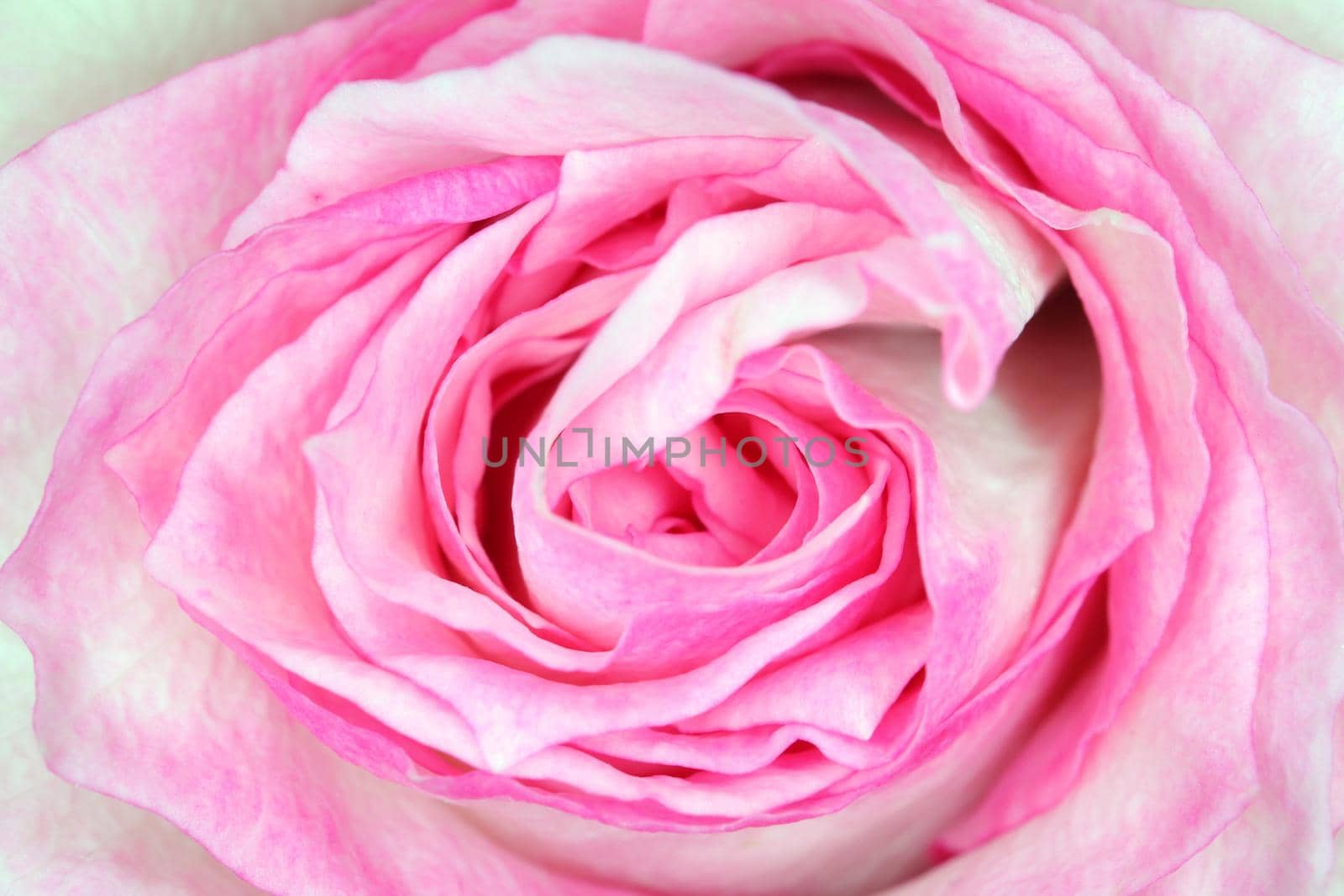 red roses on a purple background macro by roman112007