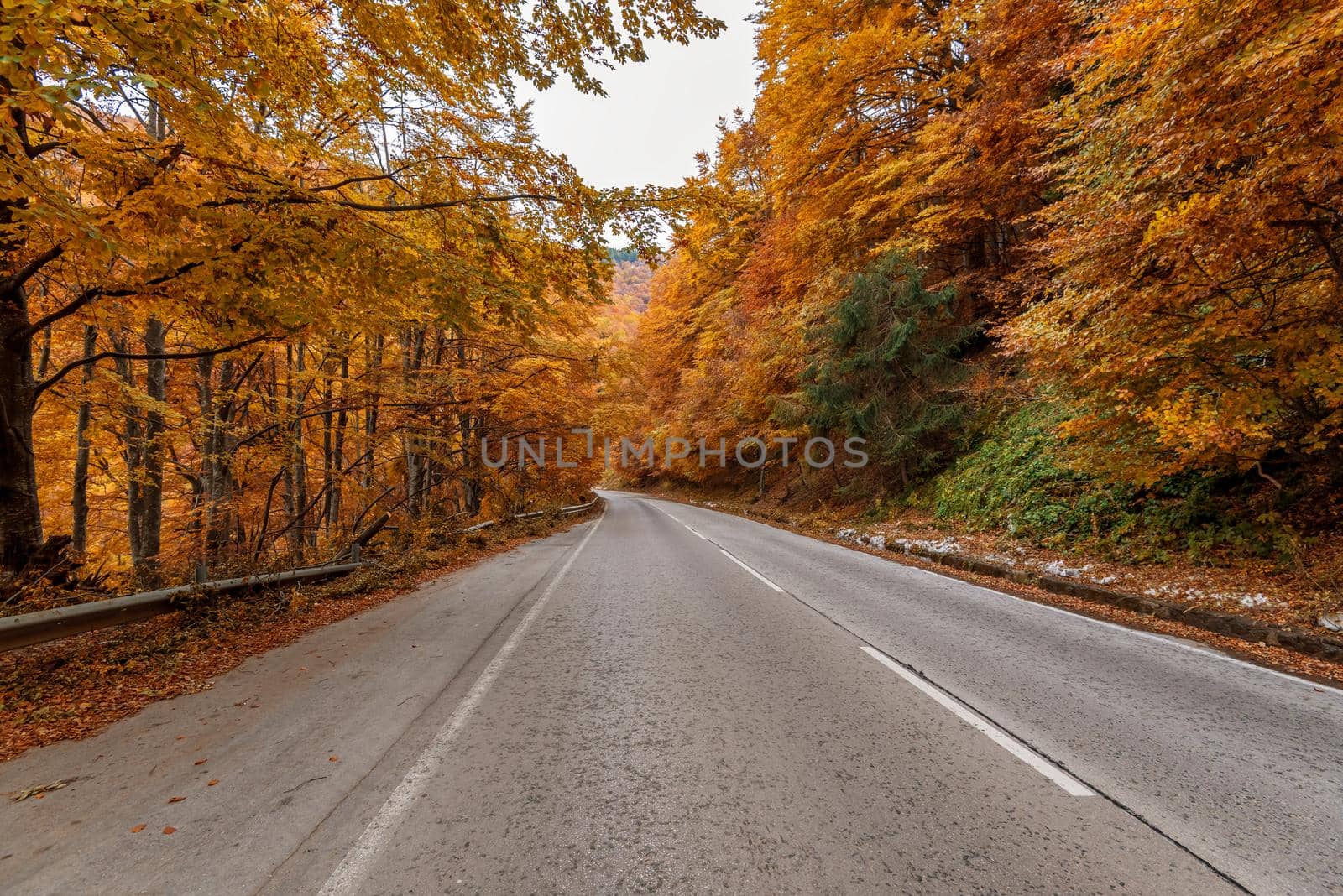 autumn road . beautiful bright autumn road landscape. red leaves on the trees.